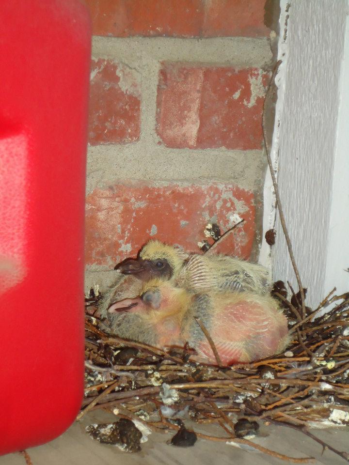 *Pigeons at 1.5Weeksofage