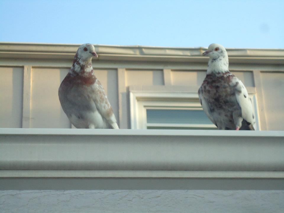 *
pigeons at  3 months