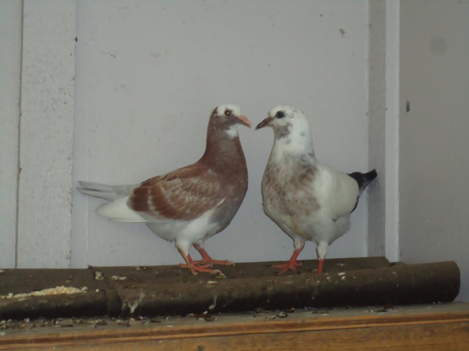 *pigeons at 4.5weeks