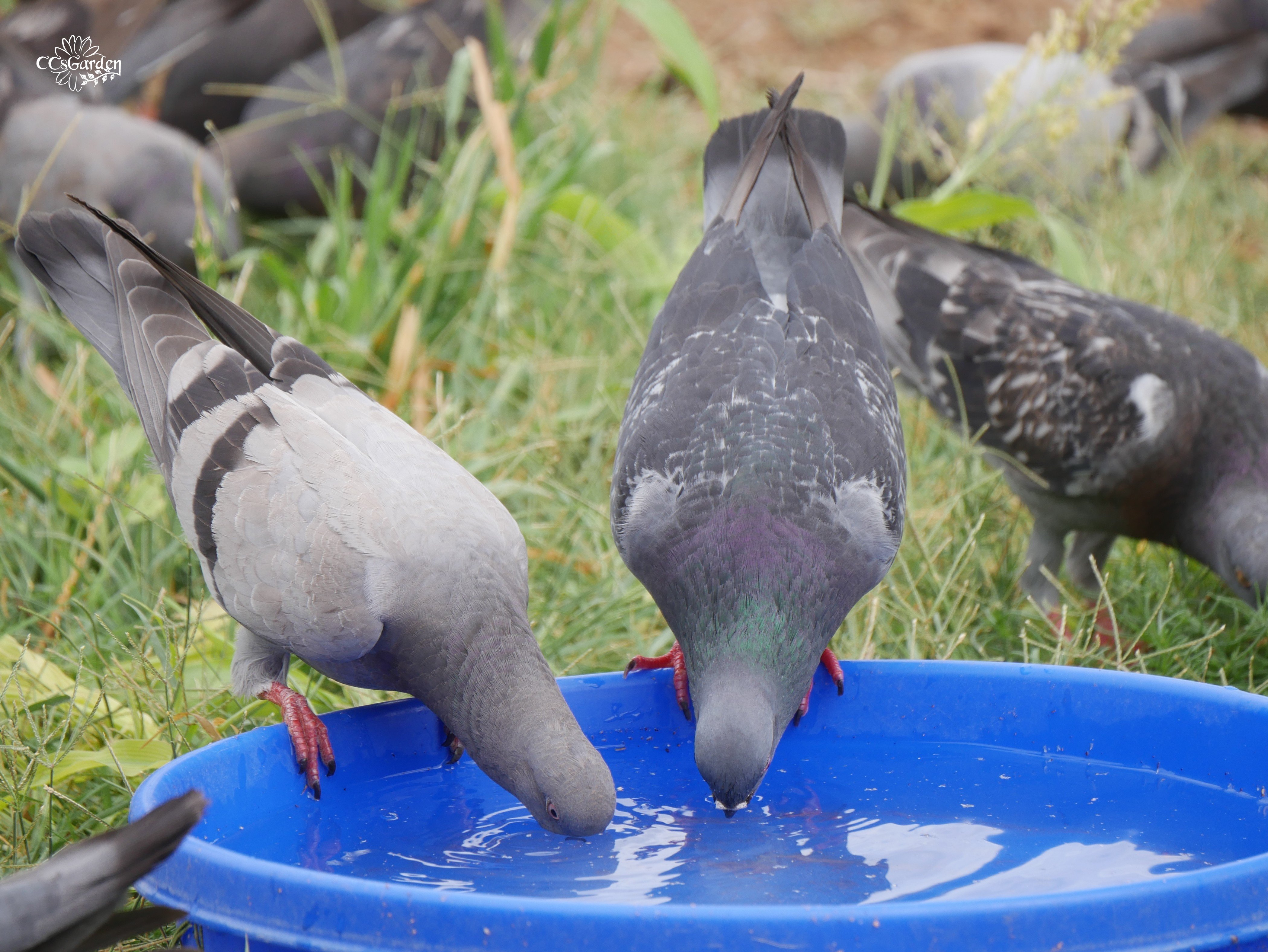 pigeons drinking .JPG