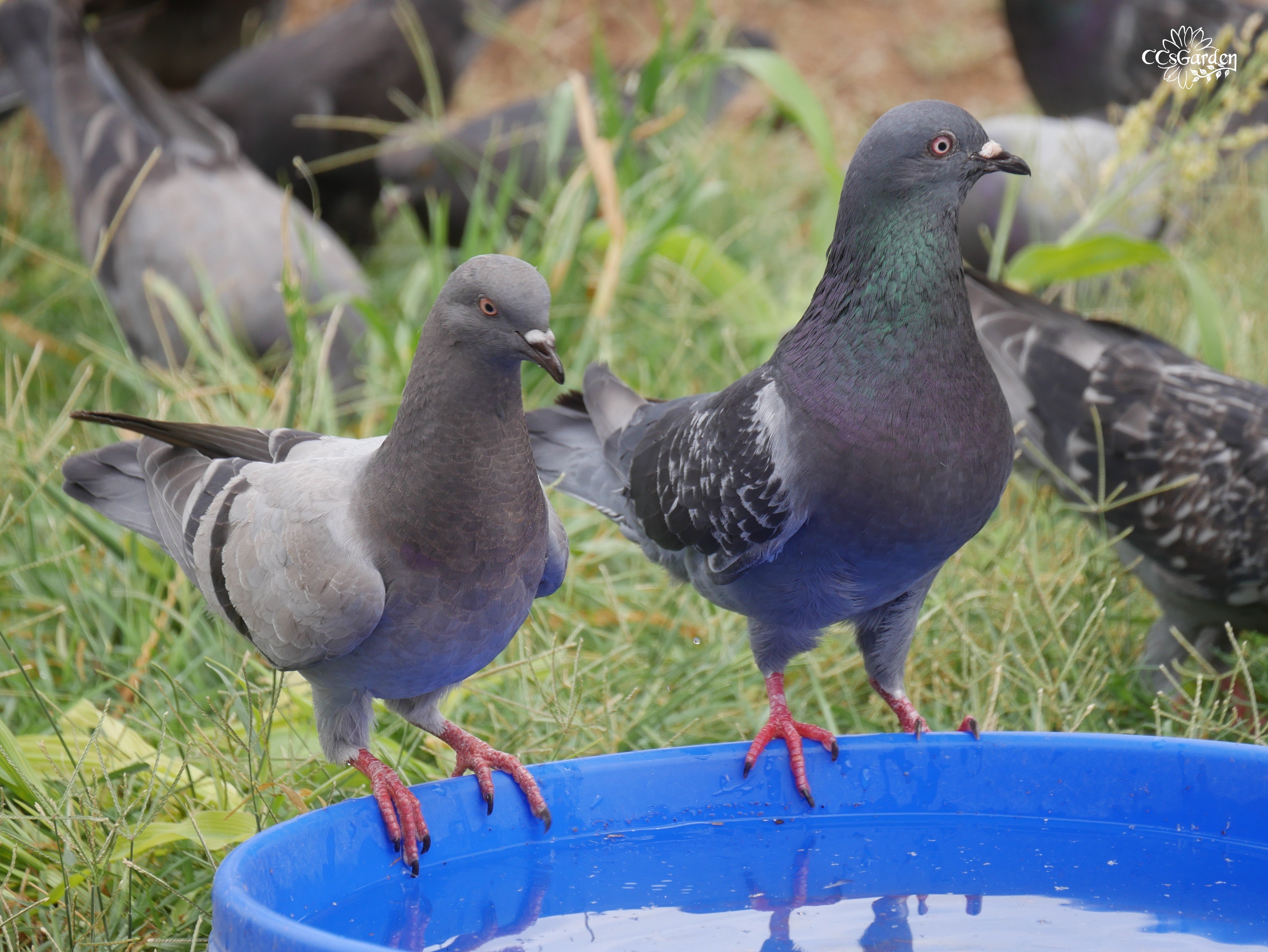 pigeons drinkingJPG