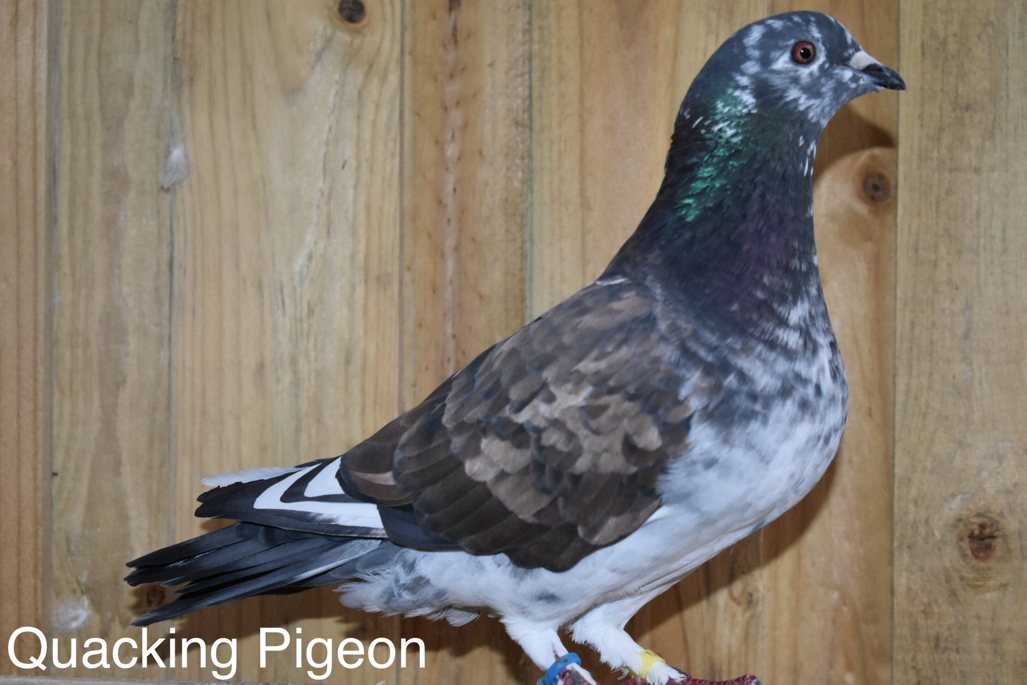 Pigeons