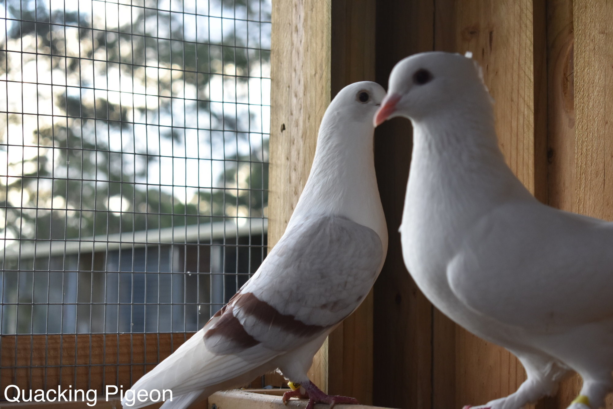 Pigeons