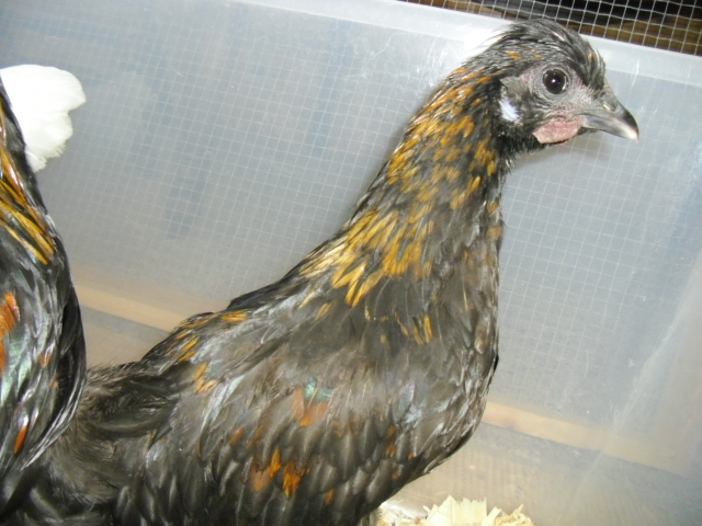 Piglet's idea of a Silkie!  Aug. 30,13
More like Wyandotte/Siklie