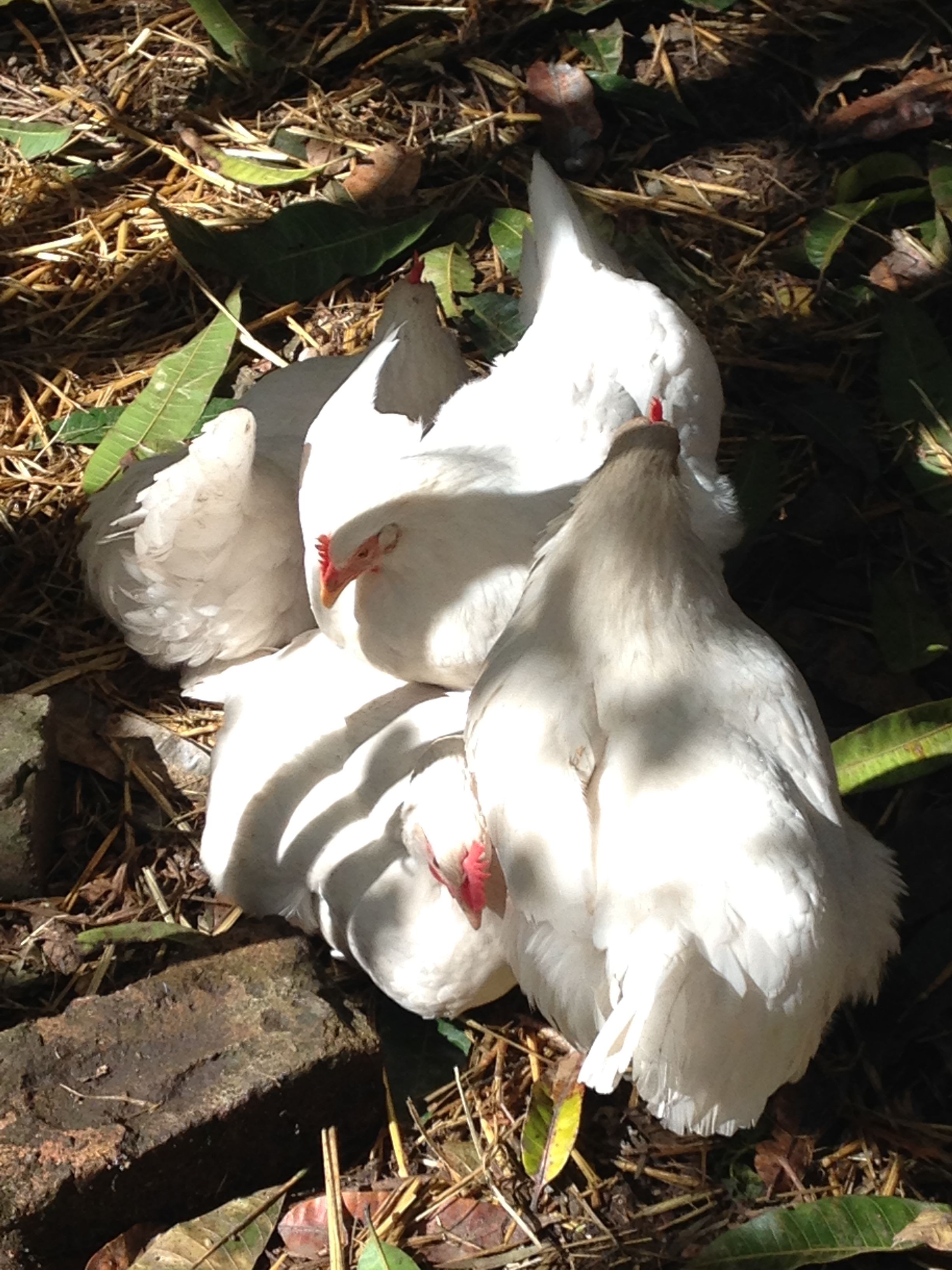 Pile of birds enjoying the sun after a week of rain