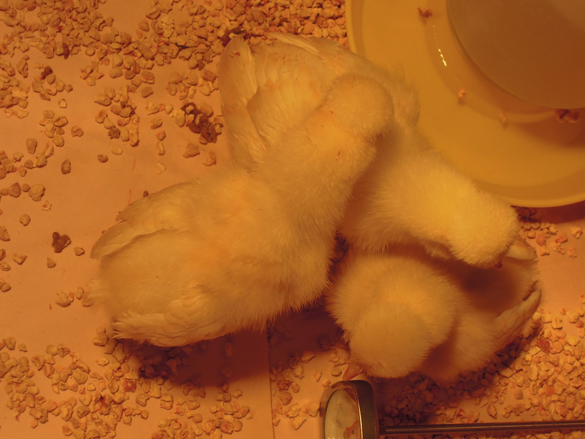 Pile of chicks!