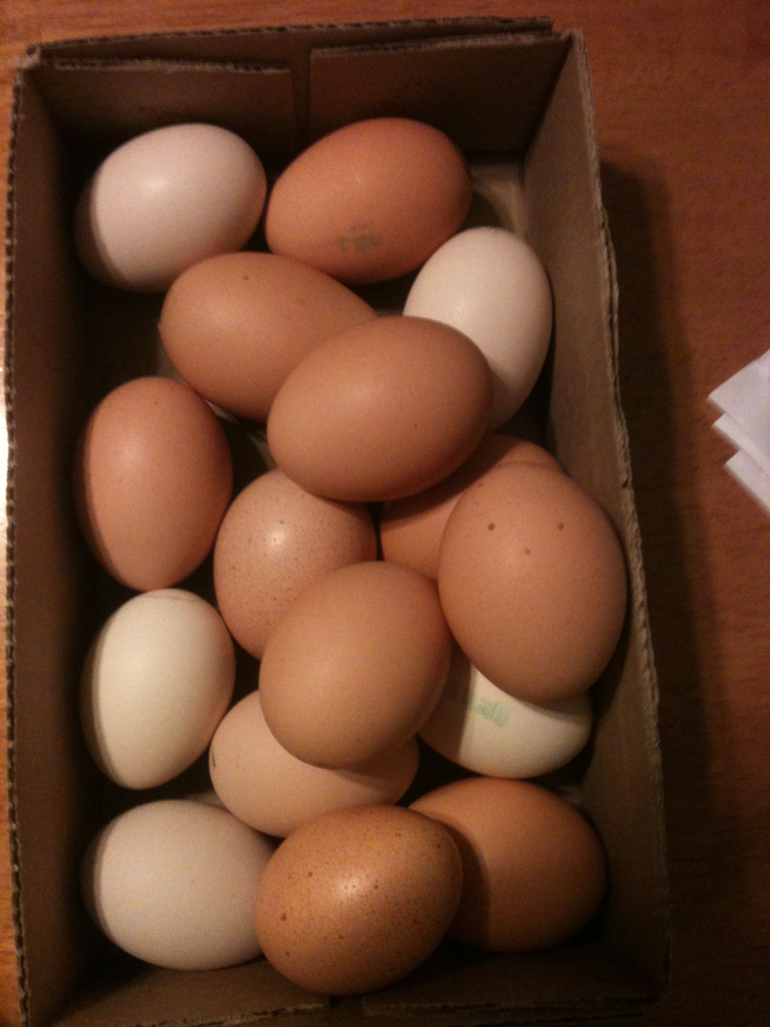 pile of eggs culled from bator... end result 1 fertile didn't develop, 2  eggs bloody, the rest appeared infertile or didn't show any sign of development.
