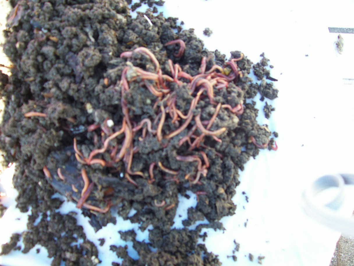 Pile of worms in castings BackYard Chickens Learn How to Raise Chickens