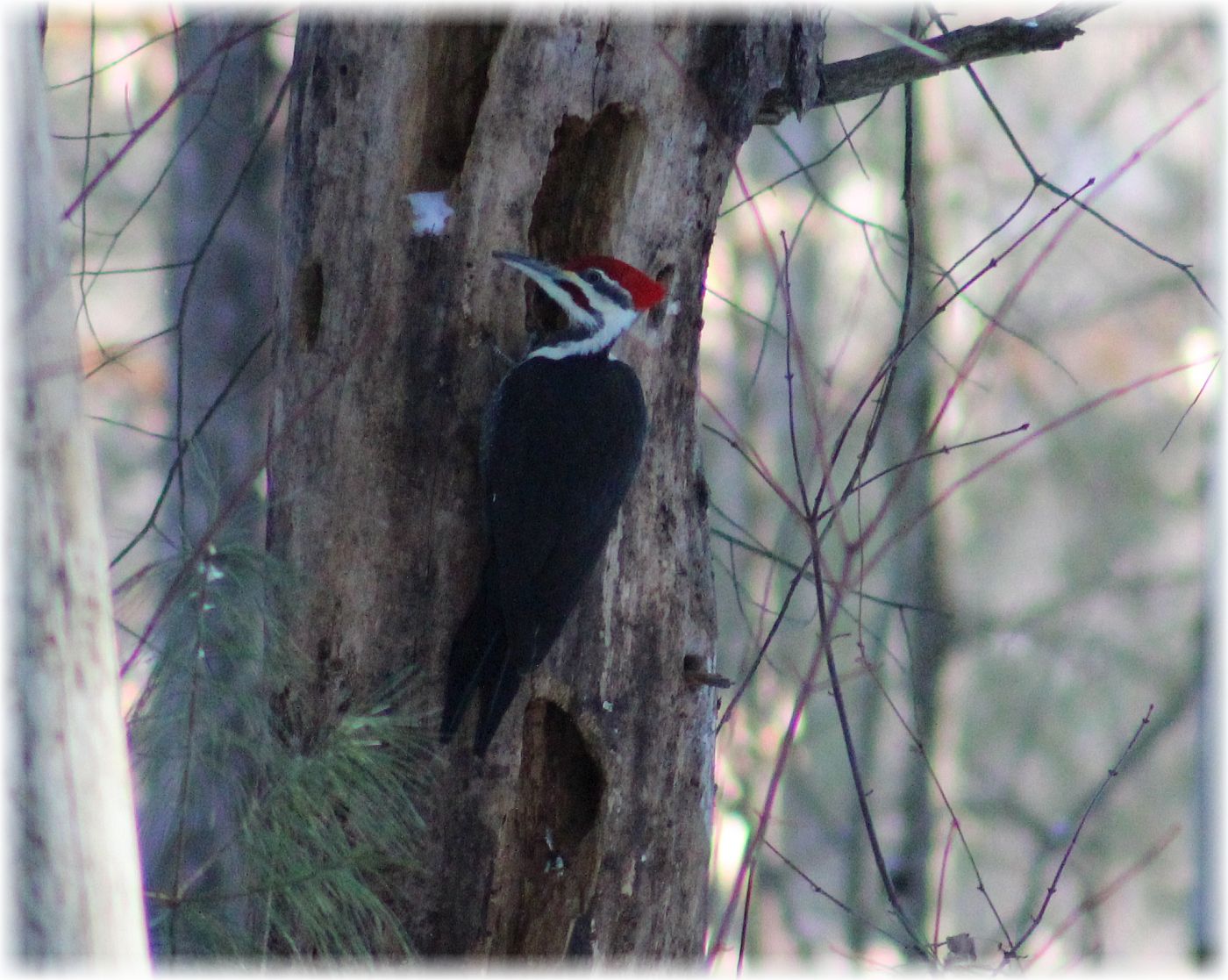Pileatedwoodpecker03
