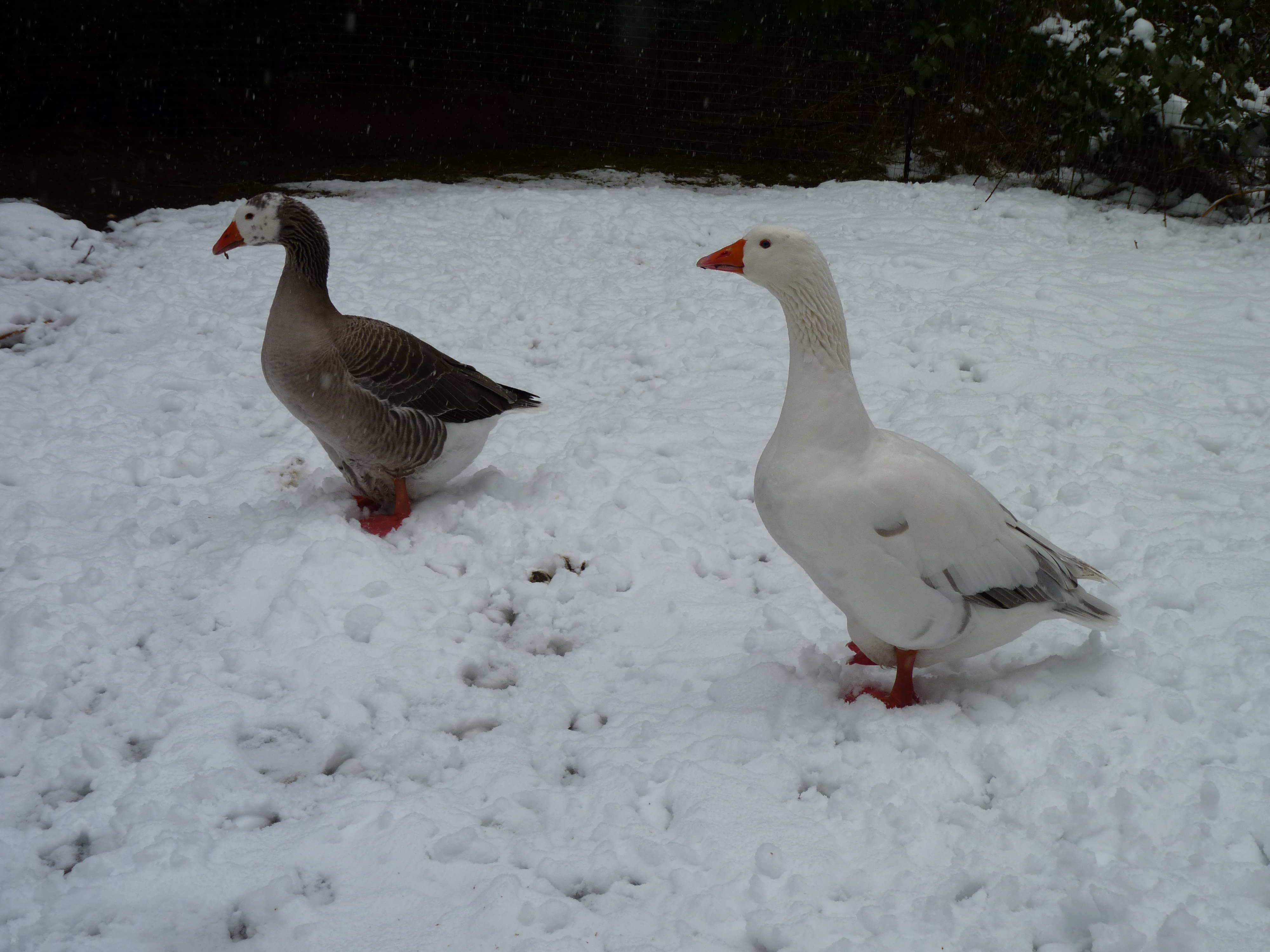 Pilgrim Goose Pair