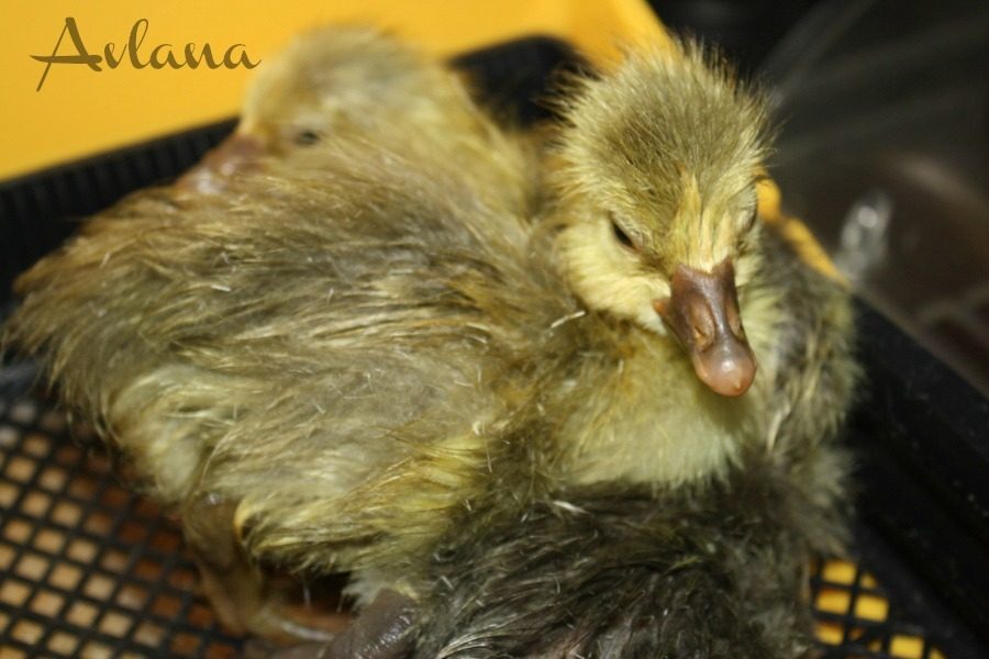 Pilgrim goslings