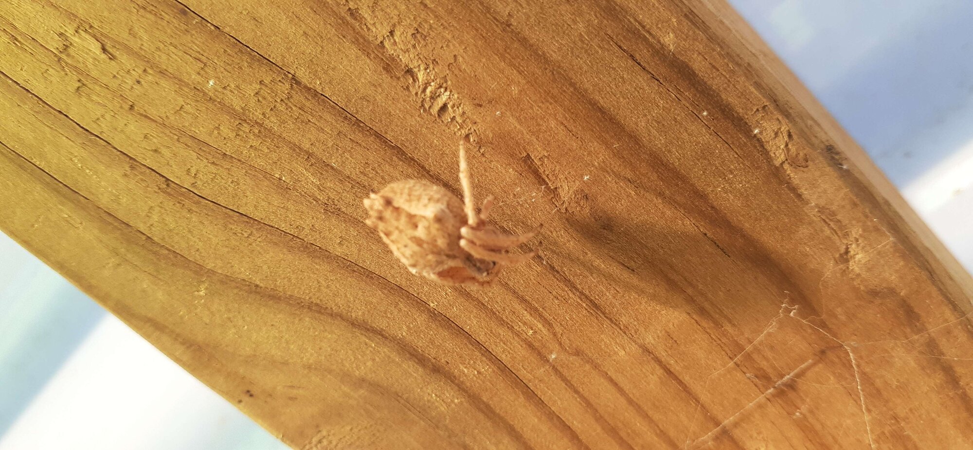 Pine spider...or something.jpg