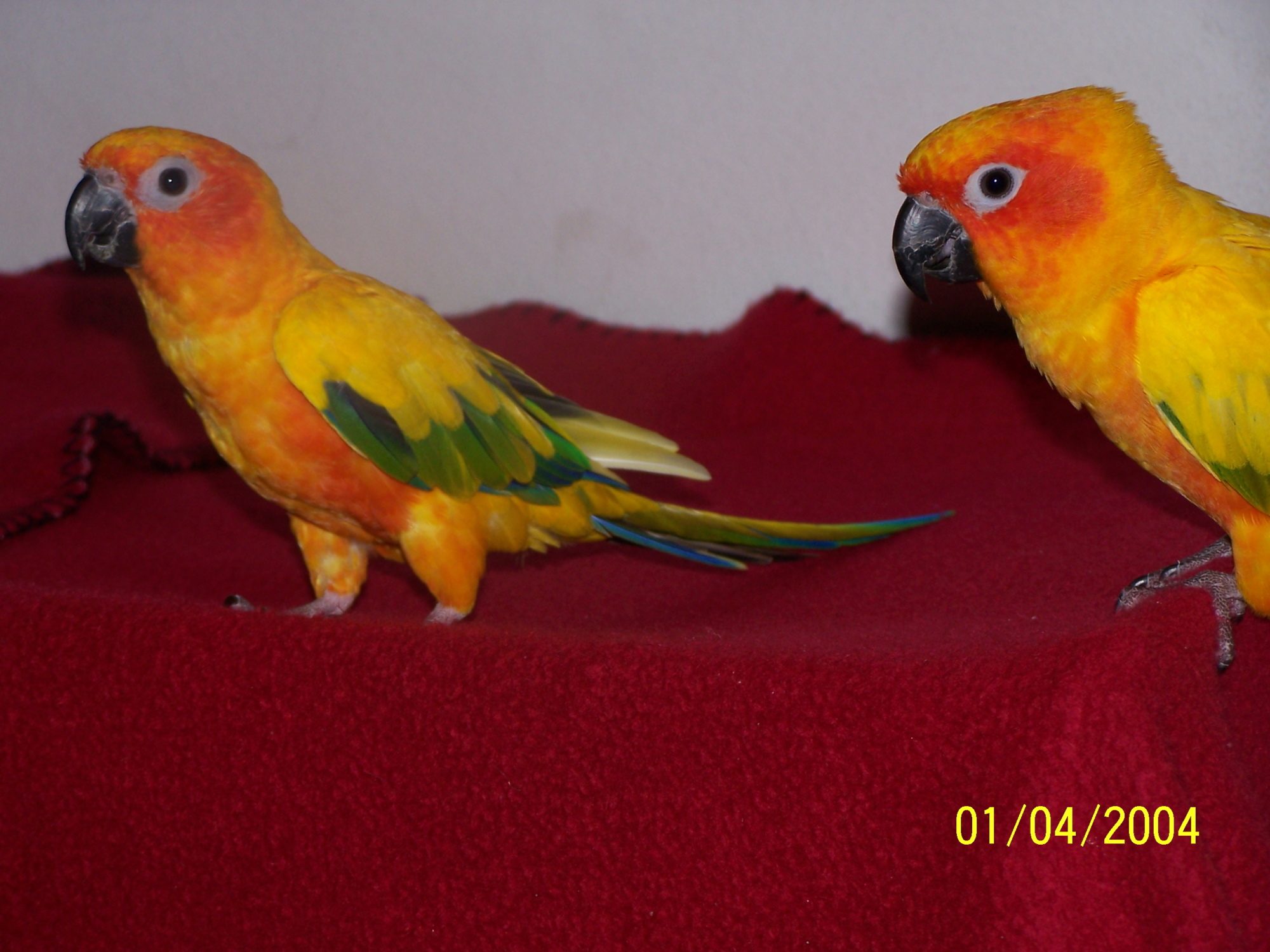 pineapple [front] and mango [back]
