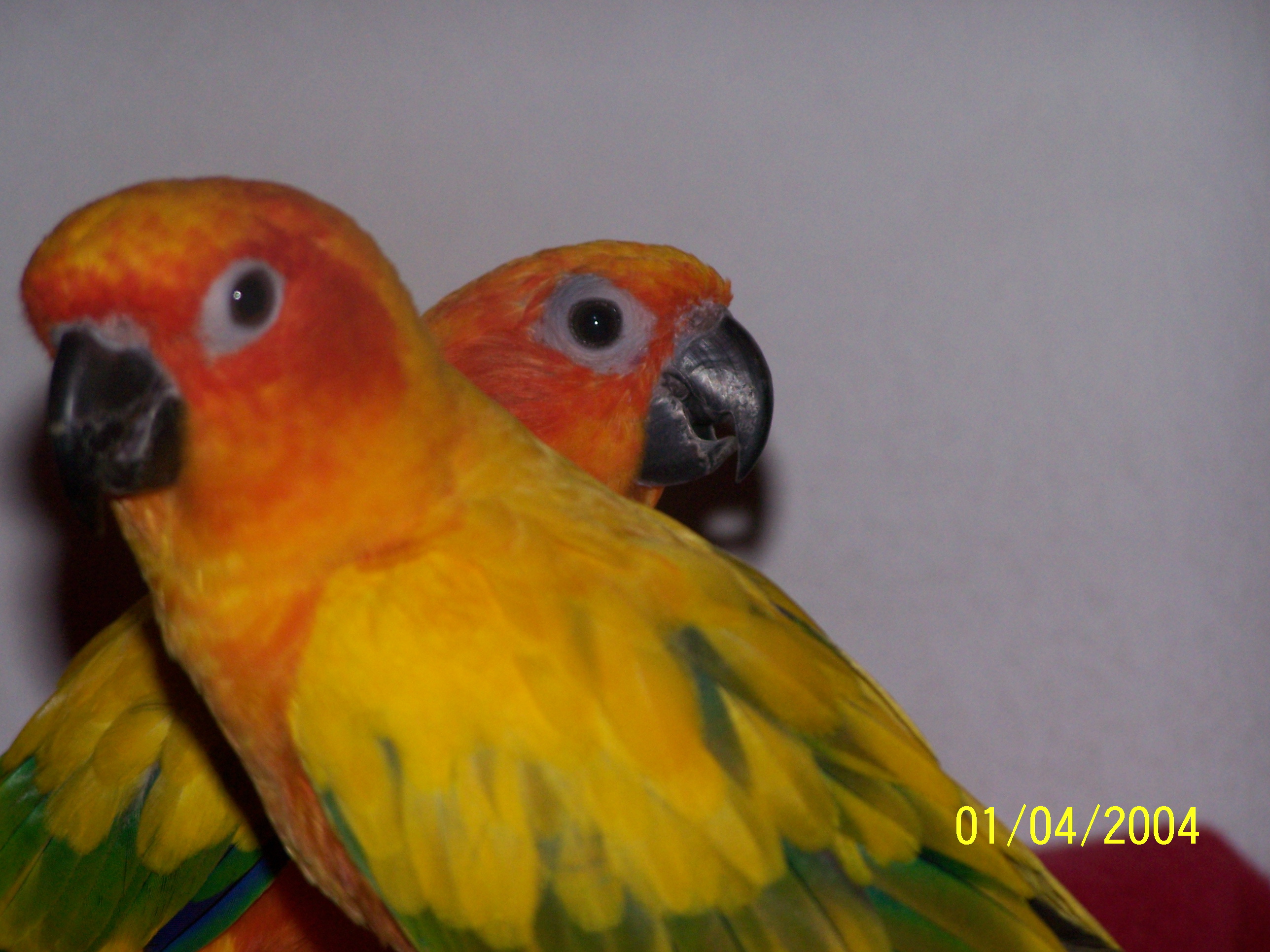 Pineapple is a little a lot more scared then mango but she is behind mango