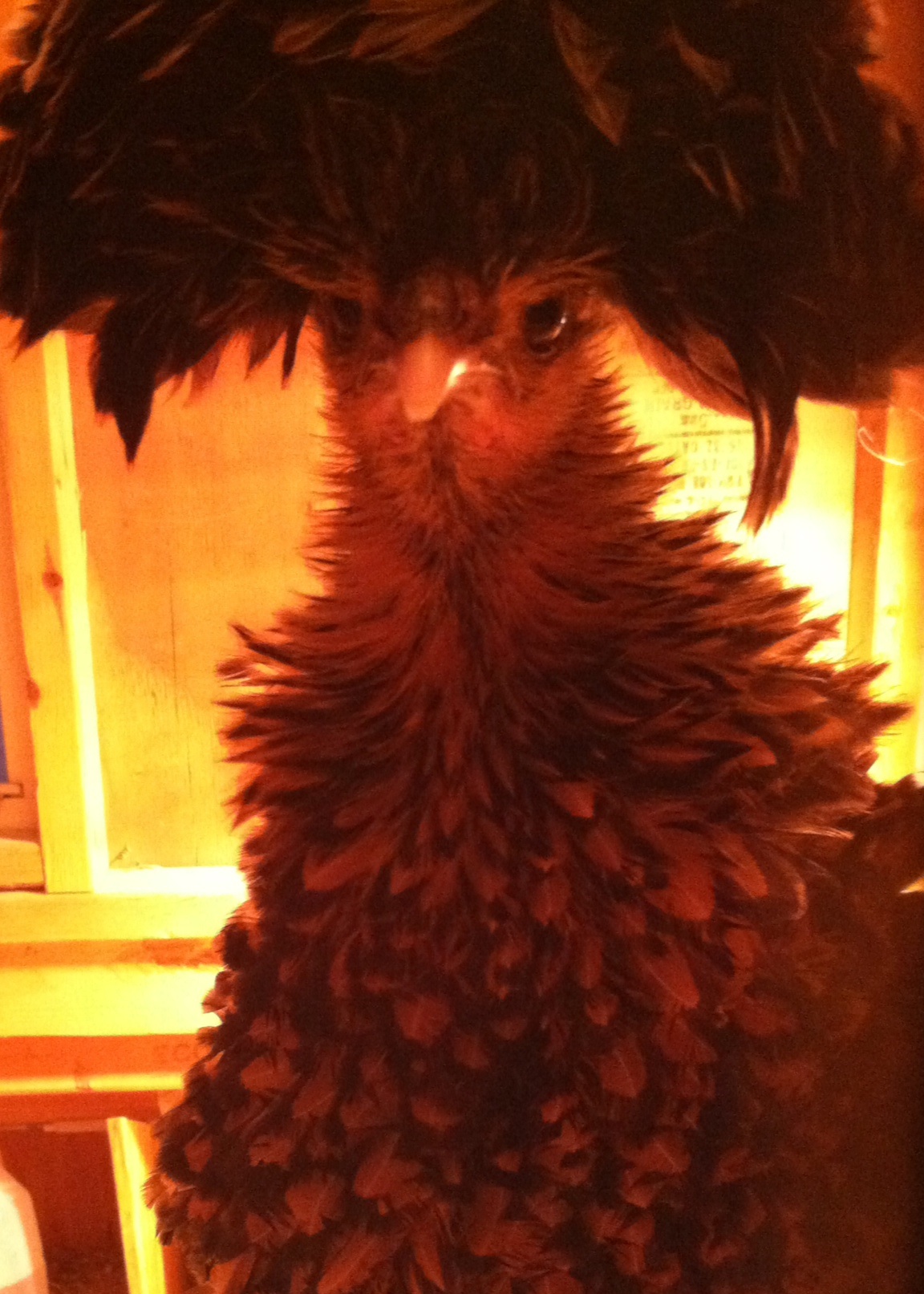 Pineapple-polish frizzle