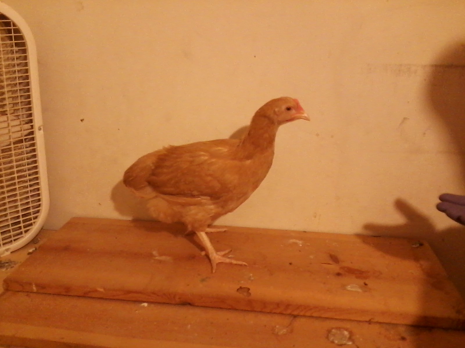 Ping, a.k.a. Biscuit, a Buff Orpington pullet approximately 9 weeks old.