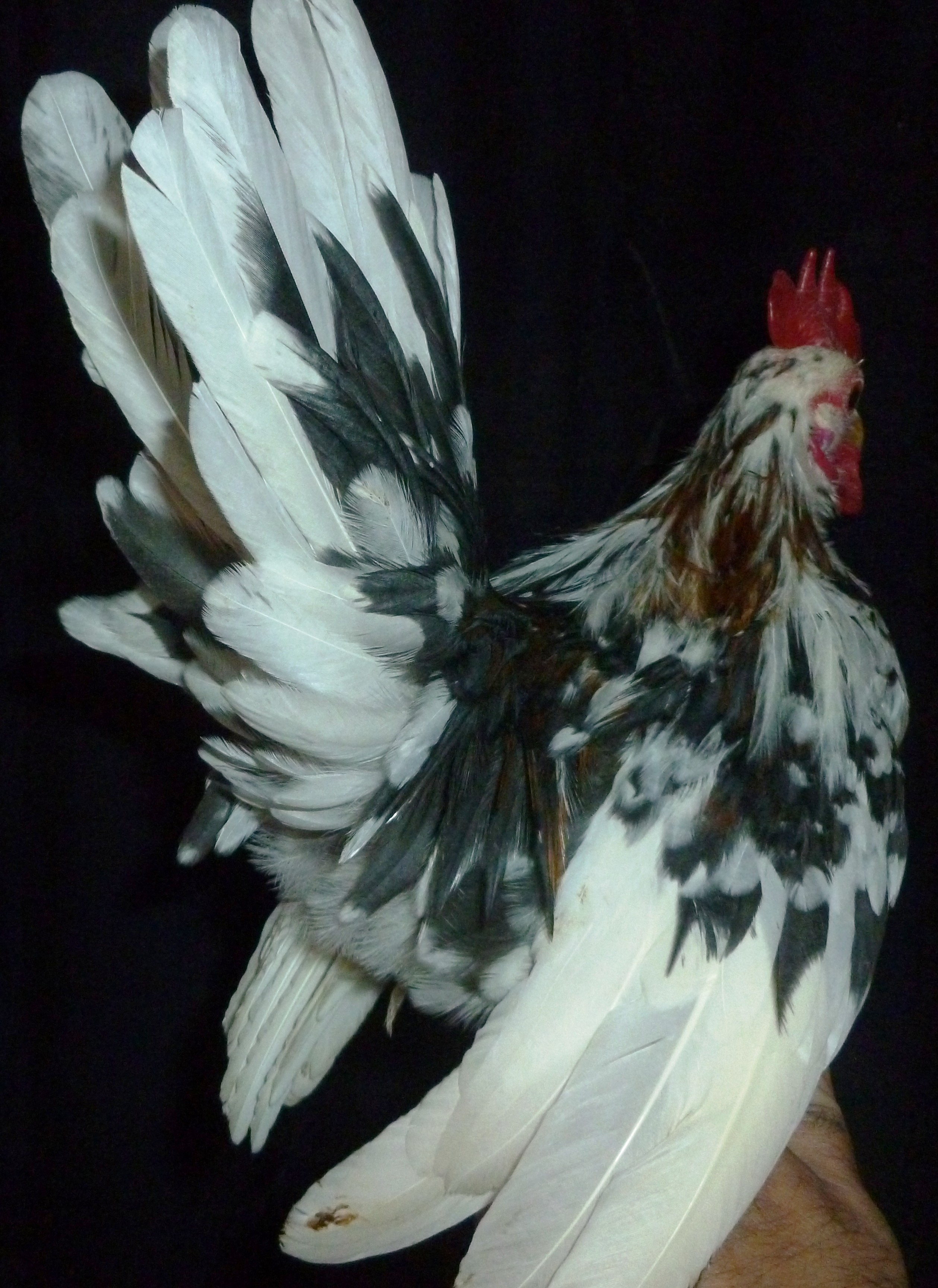 Ping, sitting on my finger....