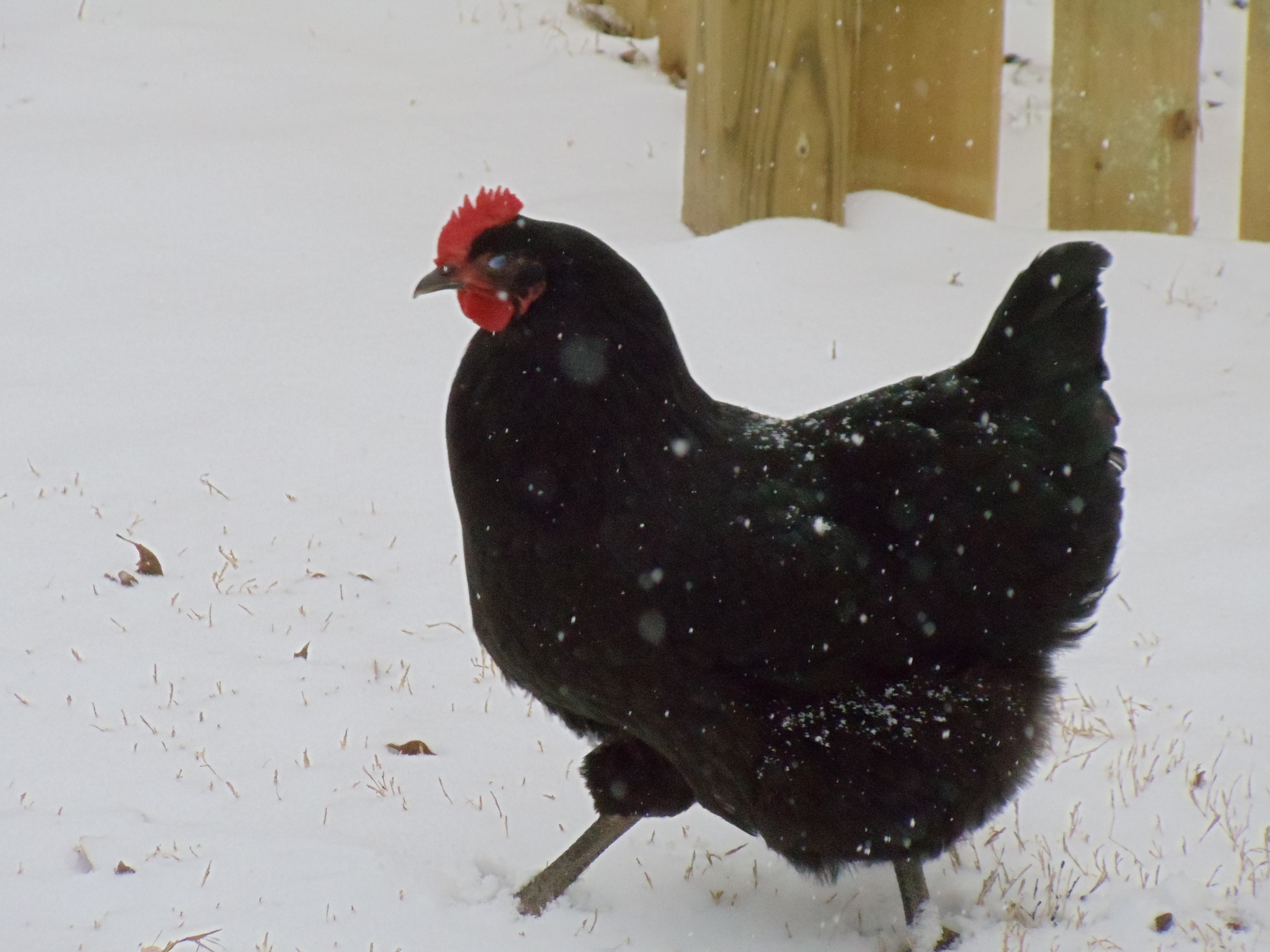 Ping taking a stroll in the snow.