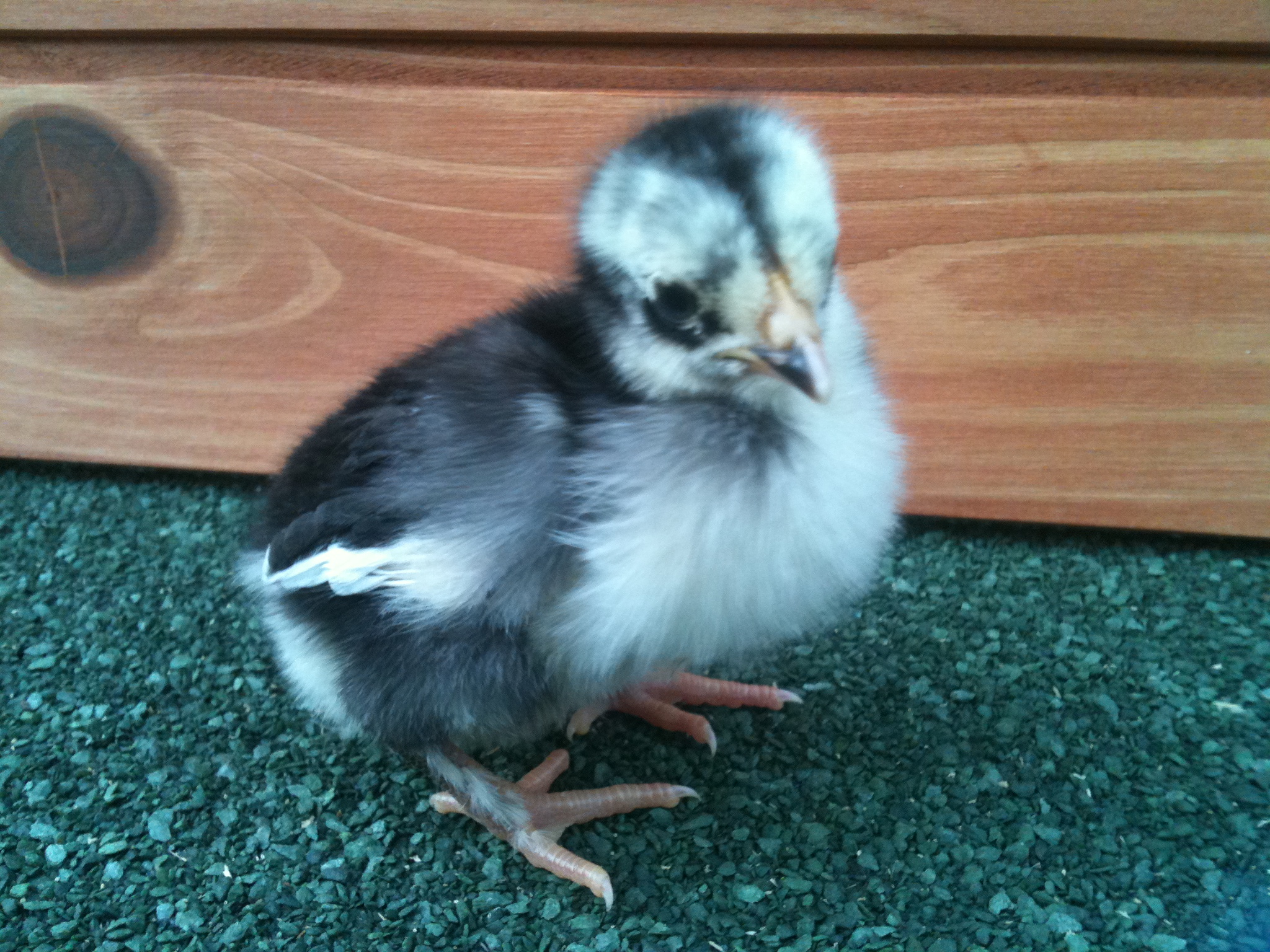 Pingu (half white beak half black) a bantam chick