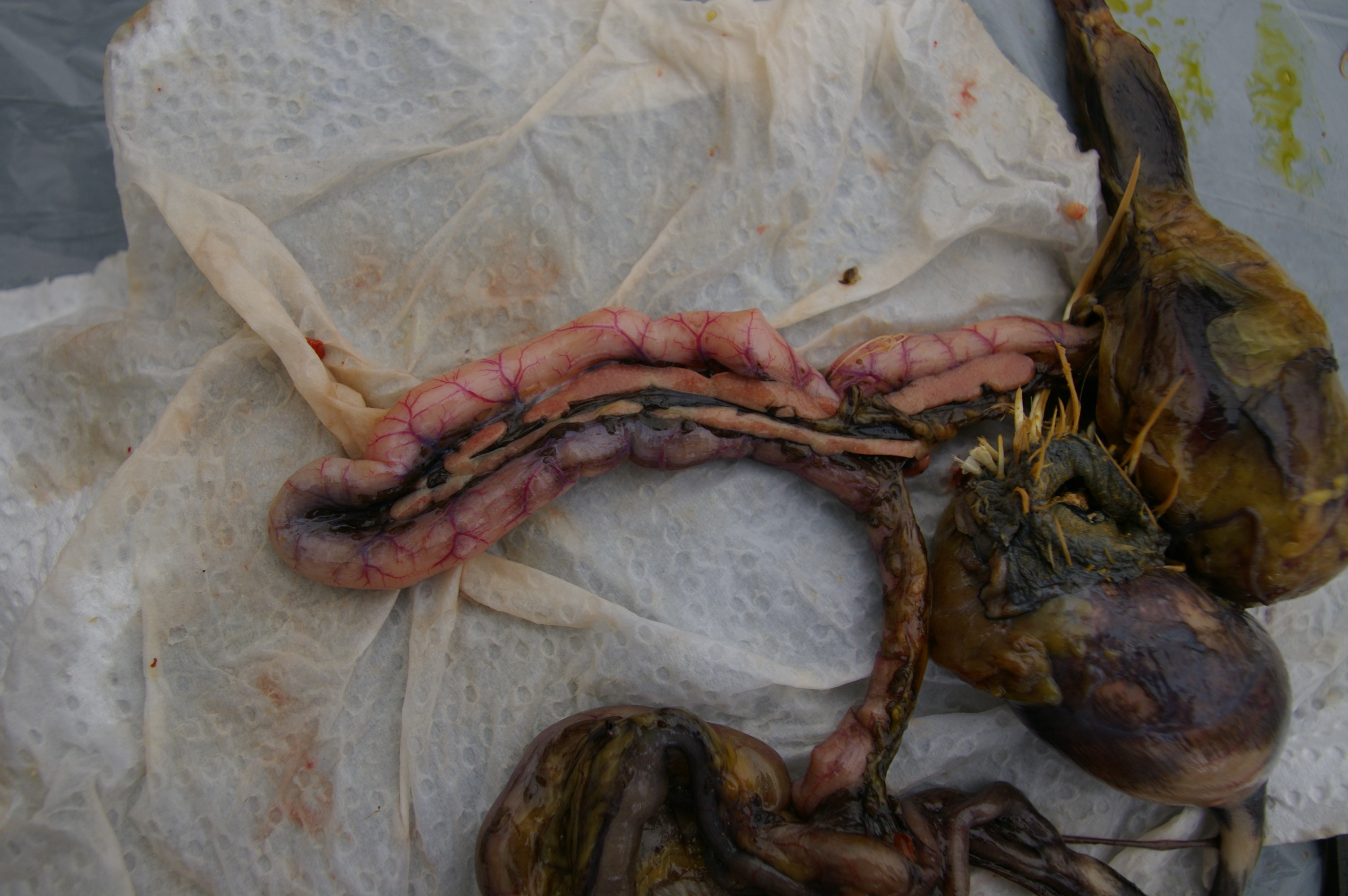 Pink duodenum is supplied first from the Gizzard. The pancreas that's down the centre secretes enzymes to help digestion