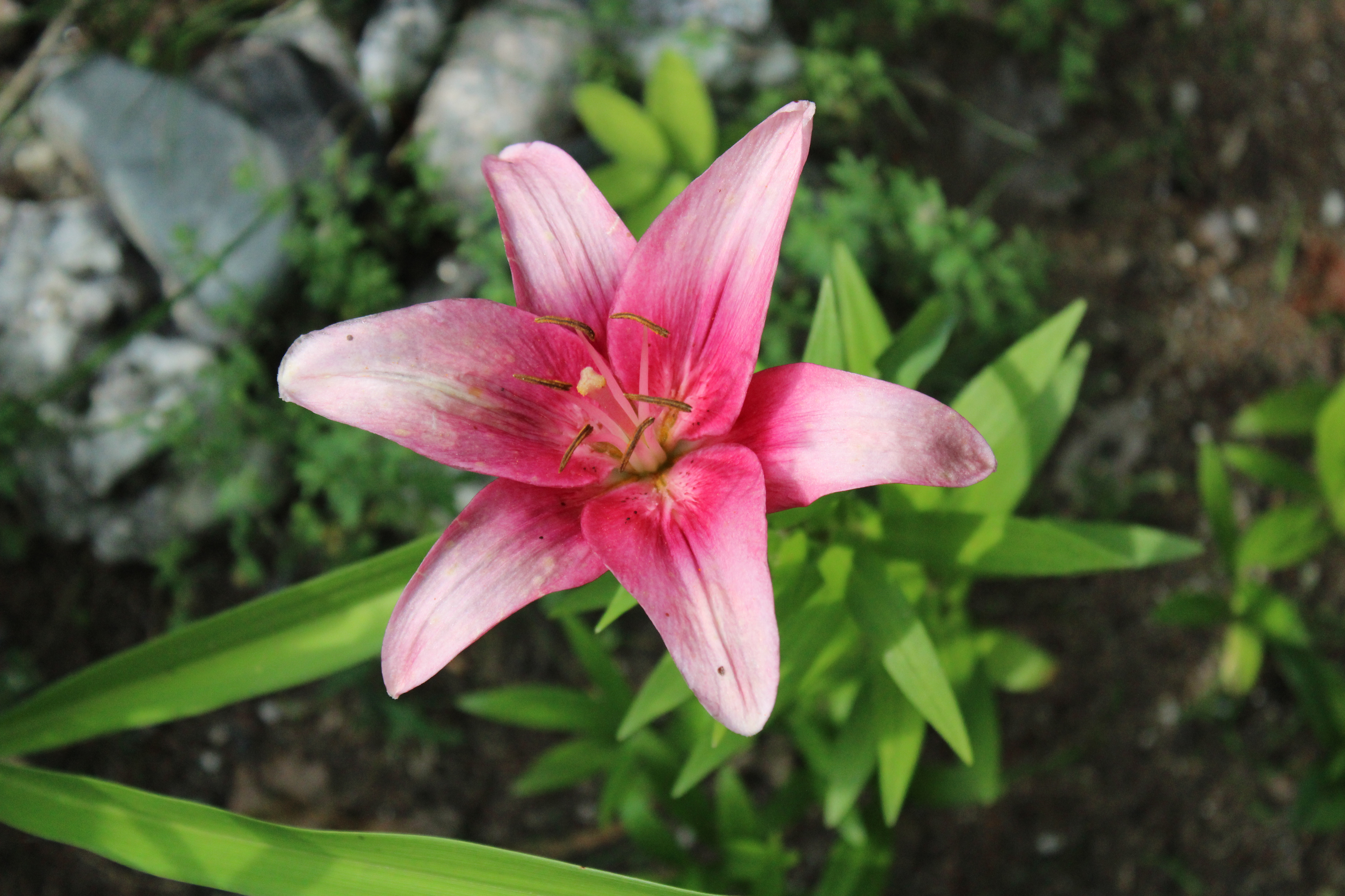 Pink Lily 7/12/21