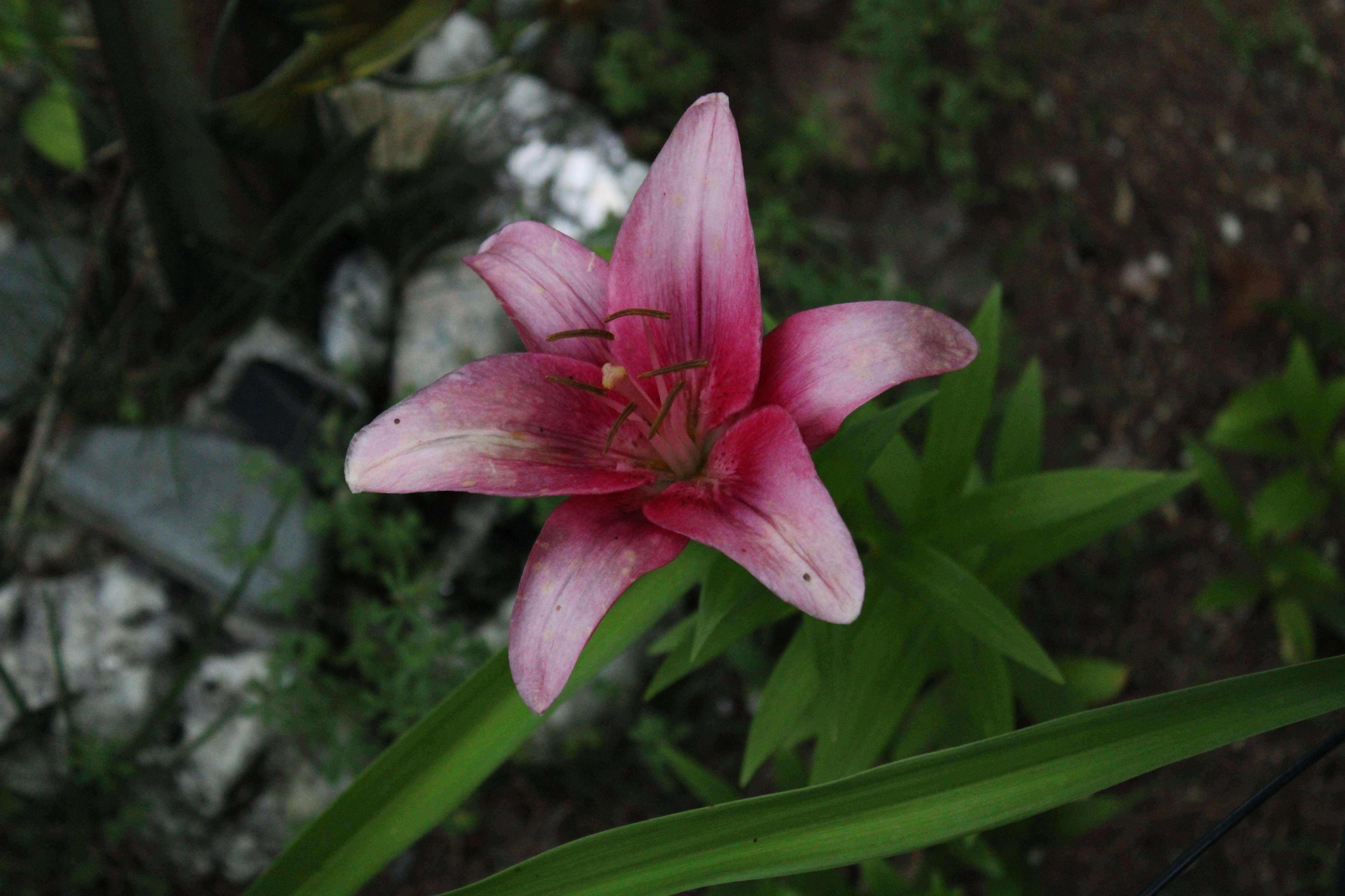 Pink Lily 7/13/21