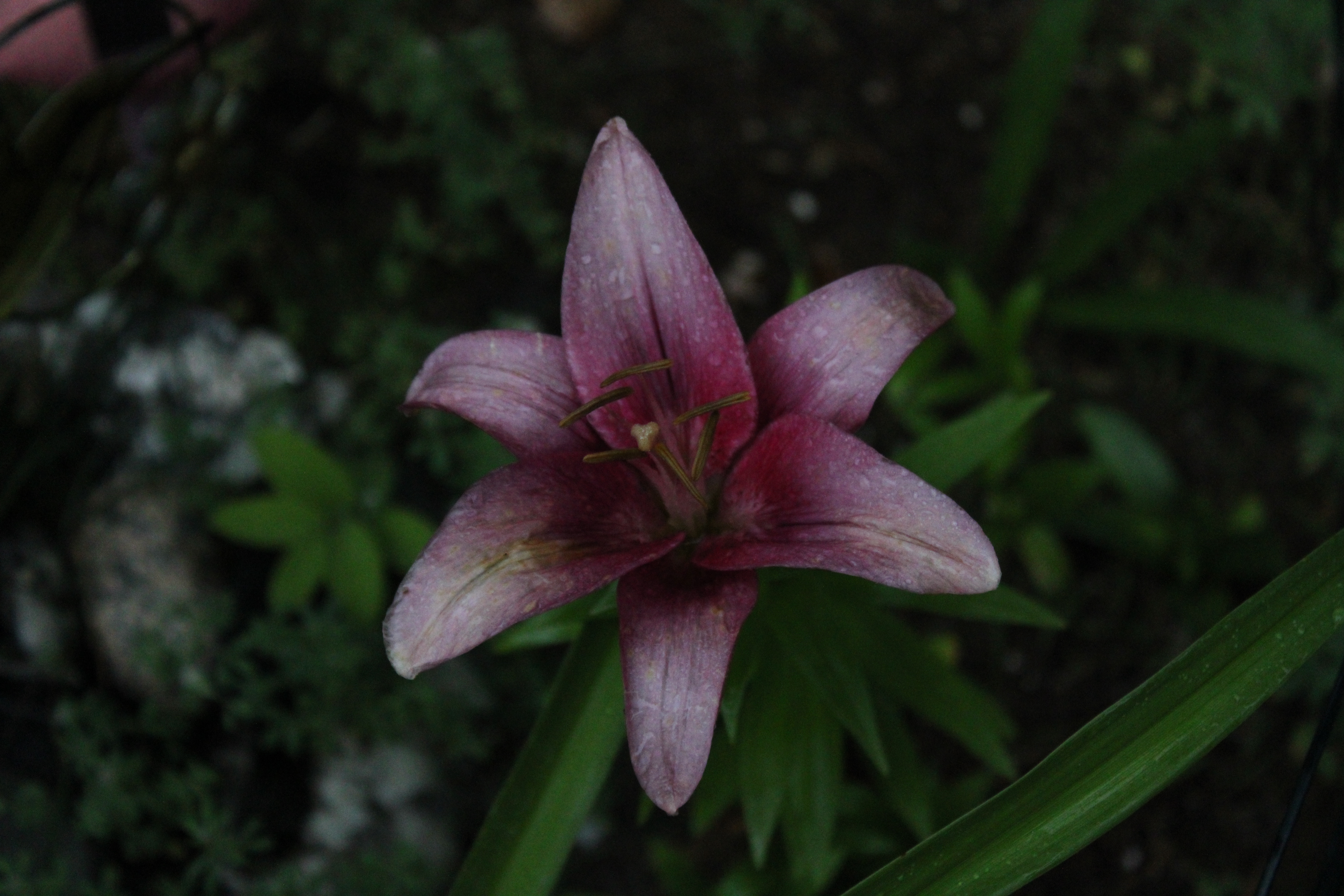 Pink Lily 7/14/21