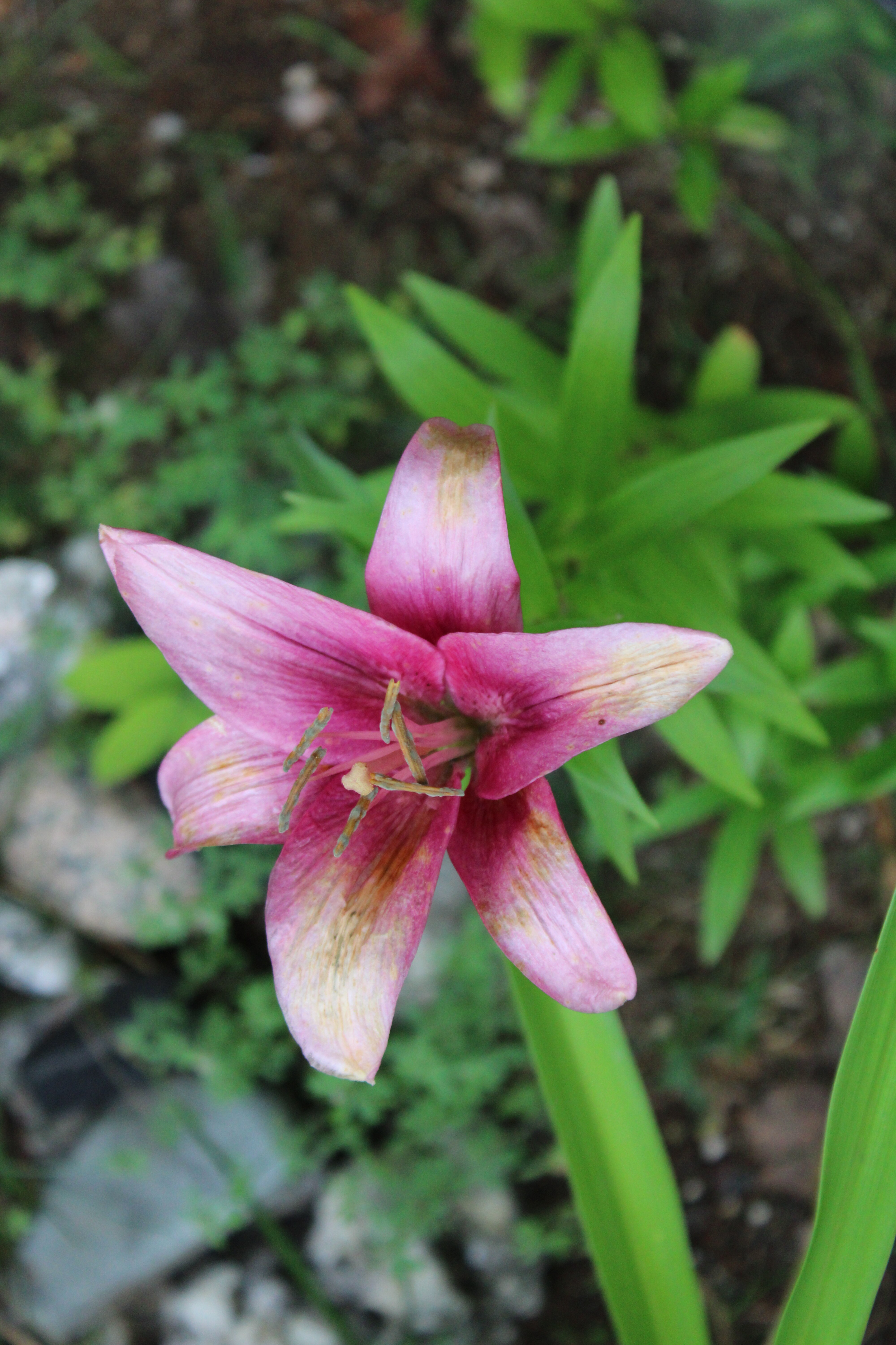 Pink Lily 7/15/21