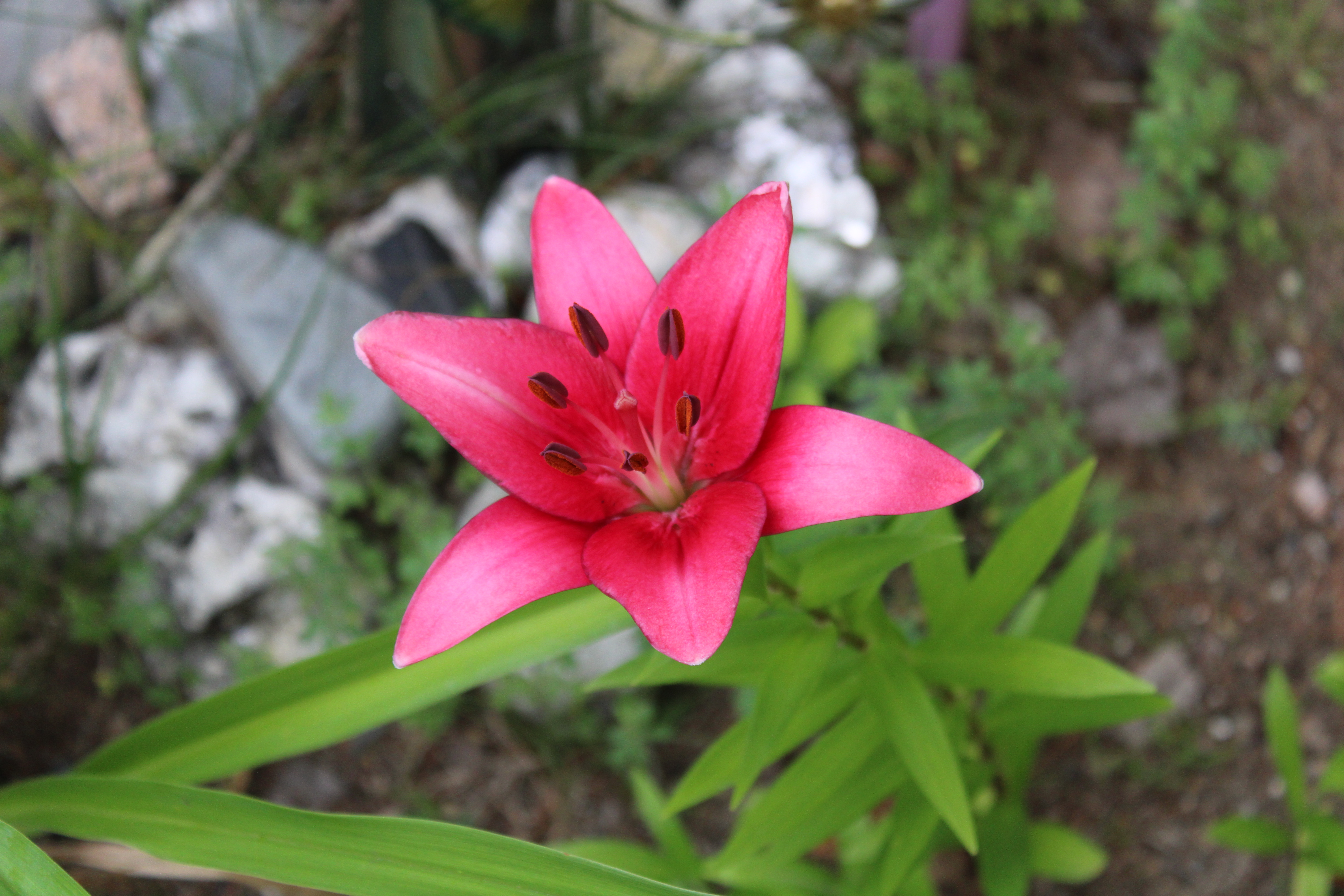 Pink Lily, 7/8/21