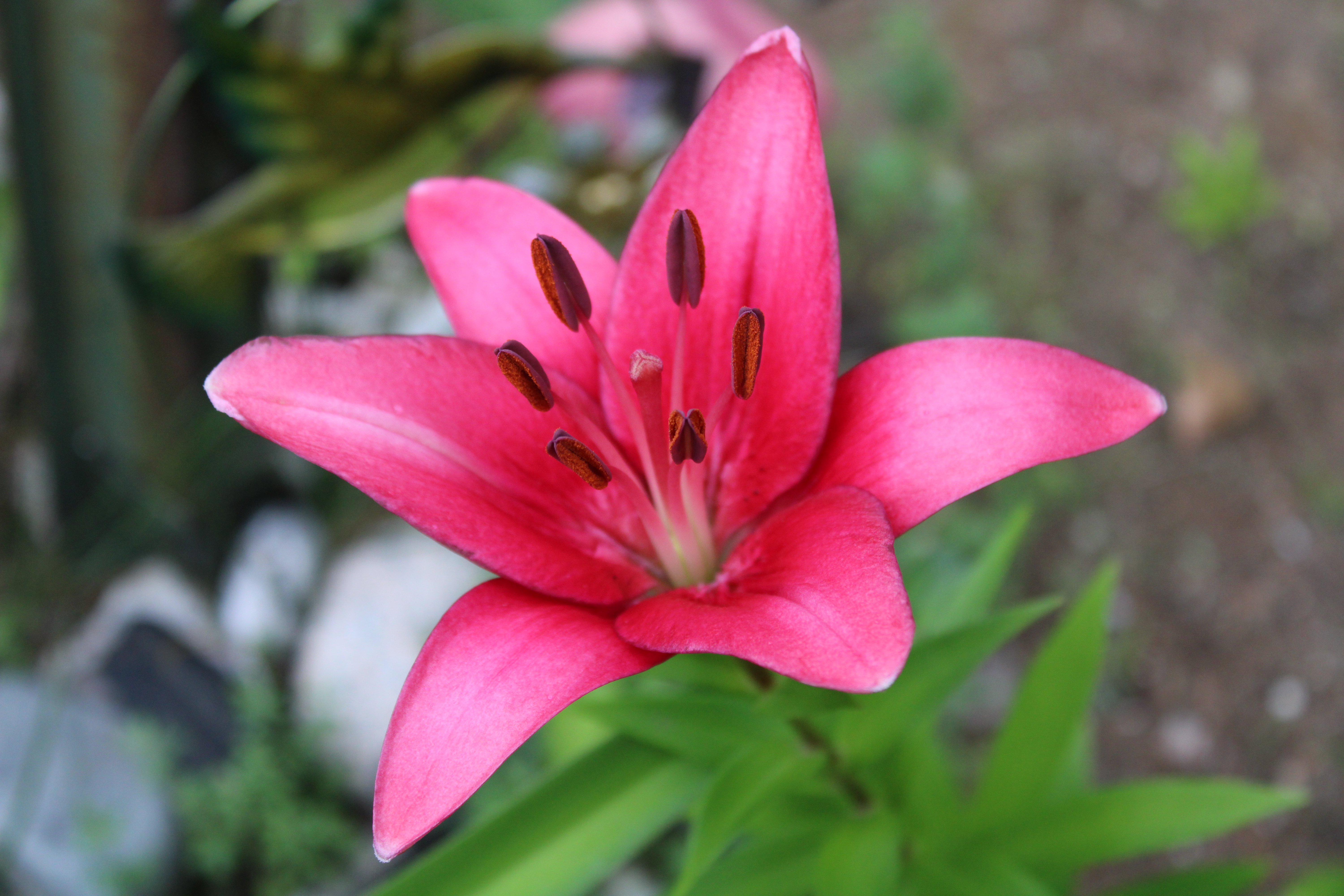 Pink Lily, 7/8/21