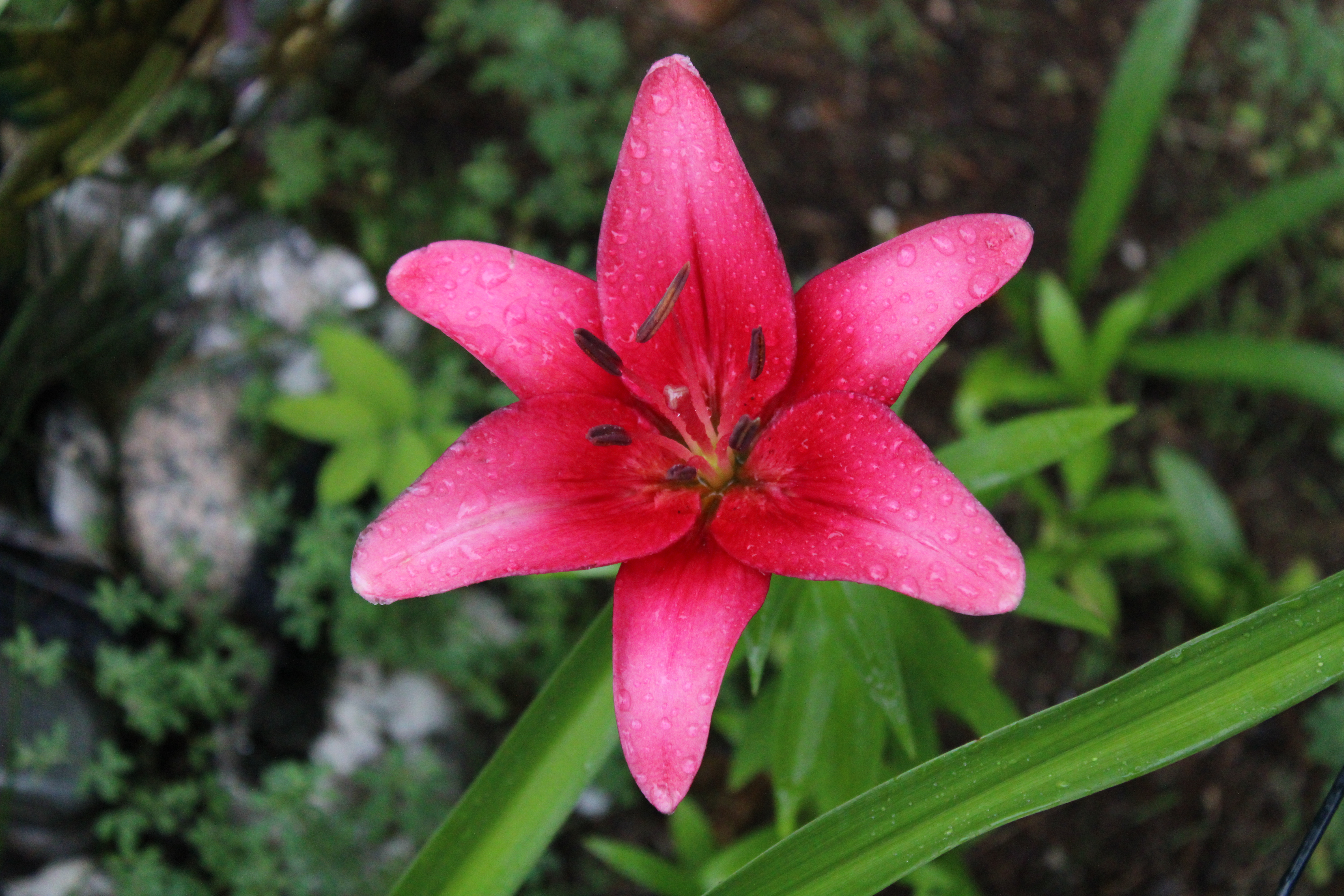Pink Lily 7/9/21