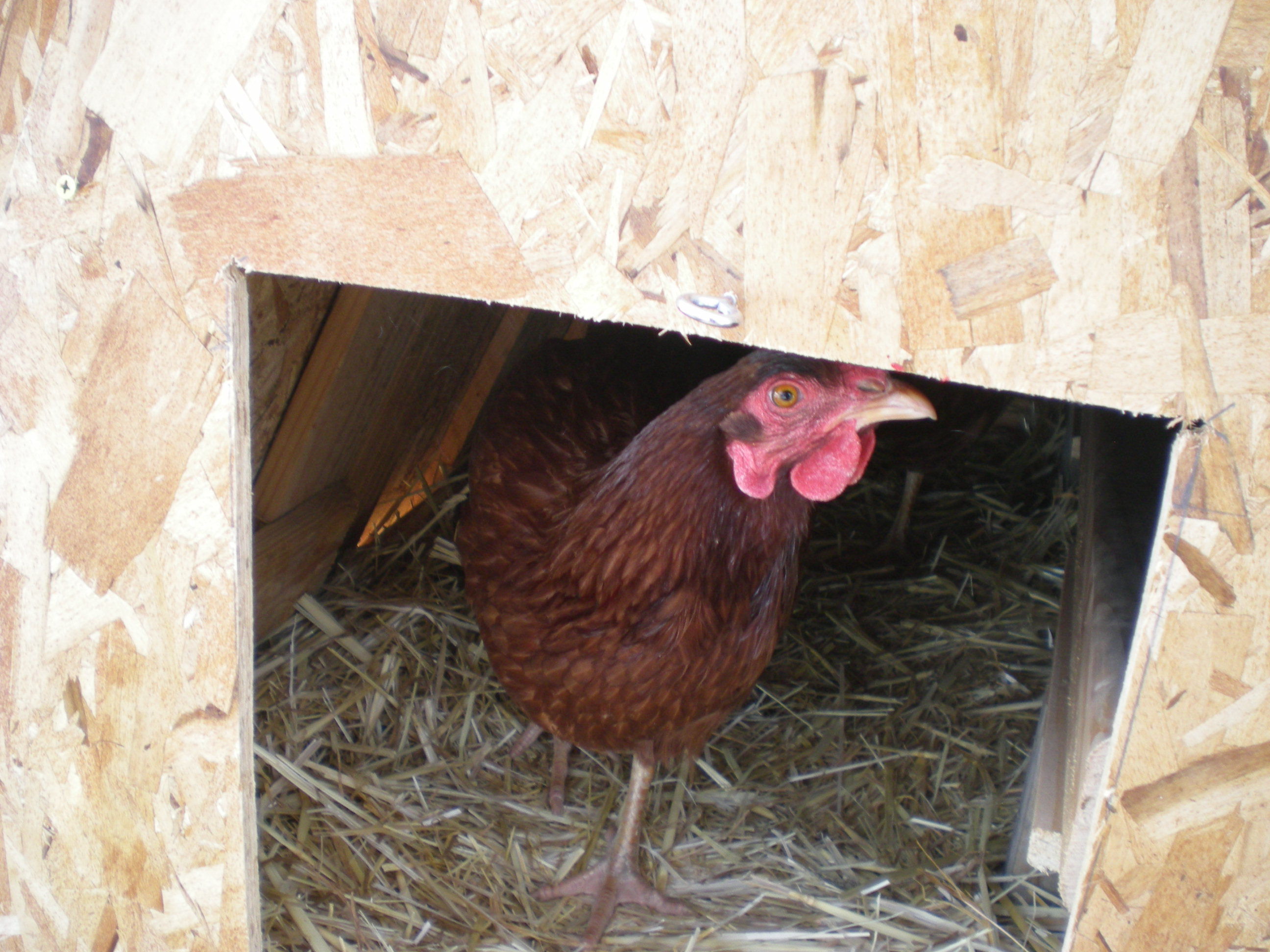 Pink, one of our three Rhode Island Reds, peeking out of the coop.