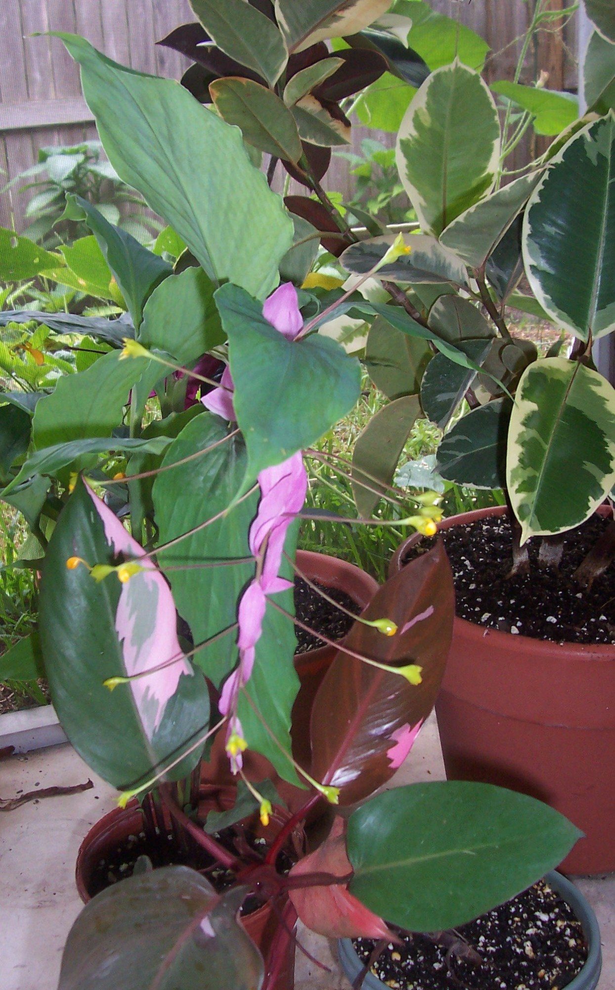Pink Princess philodendron with Dancing Ladies globba ginger