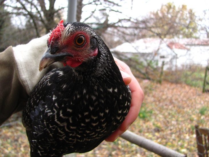 Pinkie Pie, one of my OEGB x Sebright pullets.