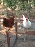Pip and Phoebe - the two "top of the pecking order" hens.