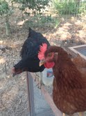 Pip and Phoneticia.