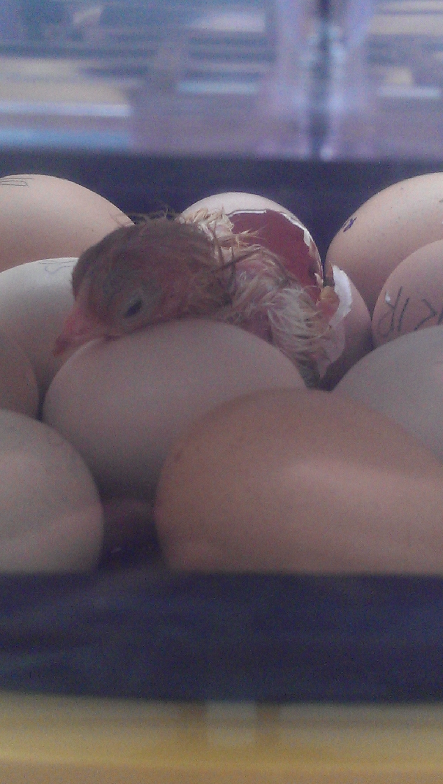 Pip born 2/9/13@8.20
