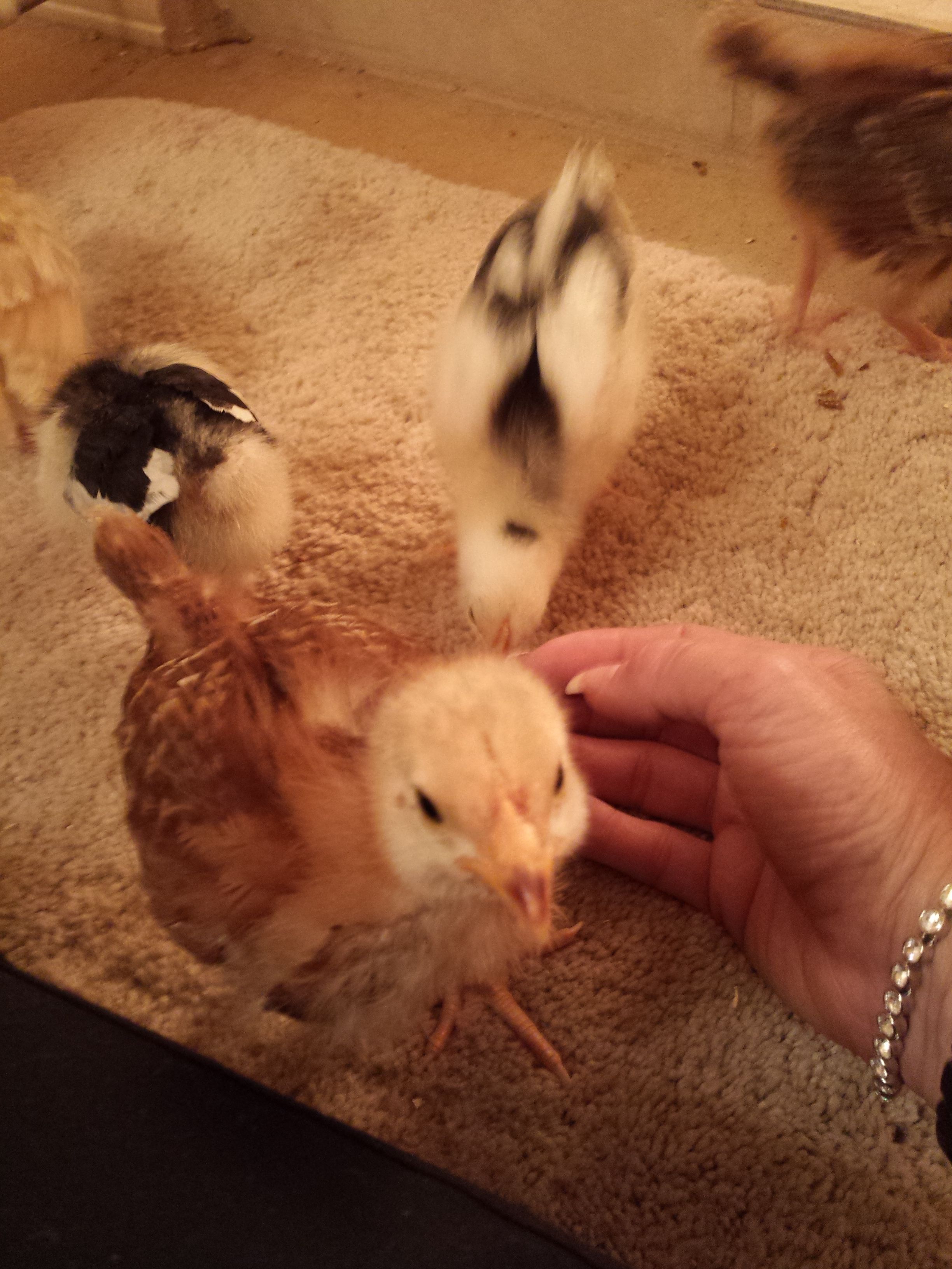 Pip, Chip and Checkers in the brooder