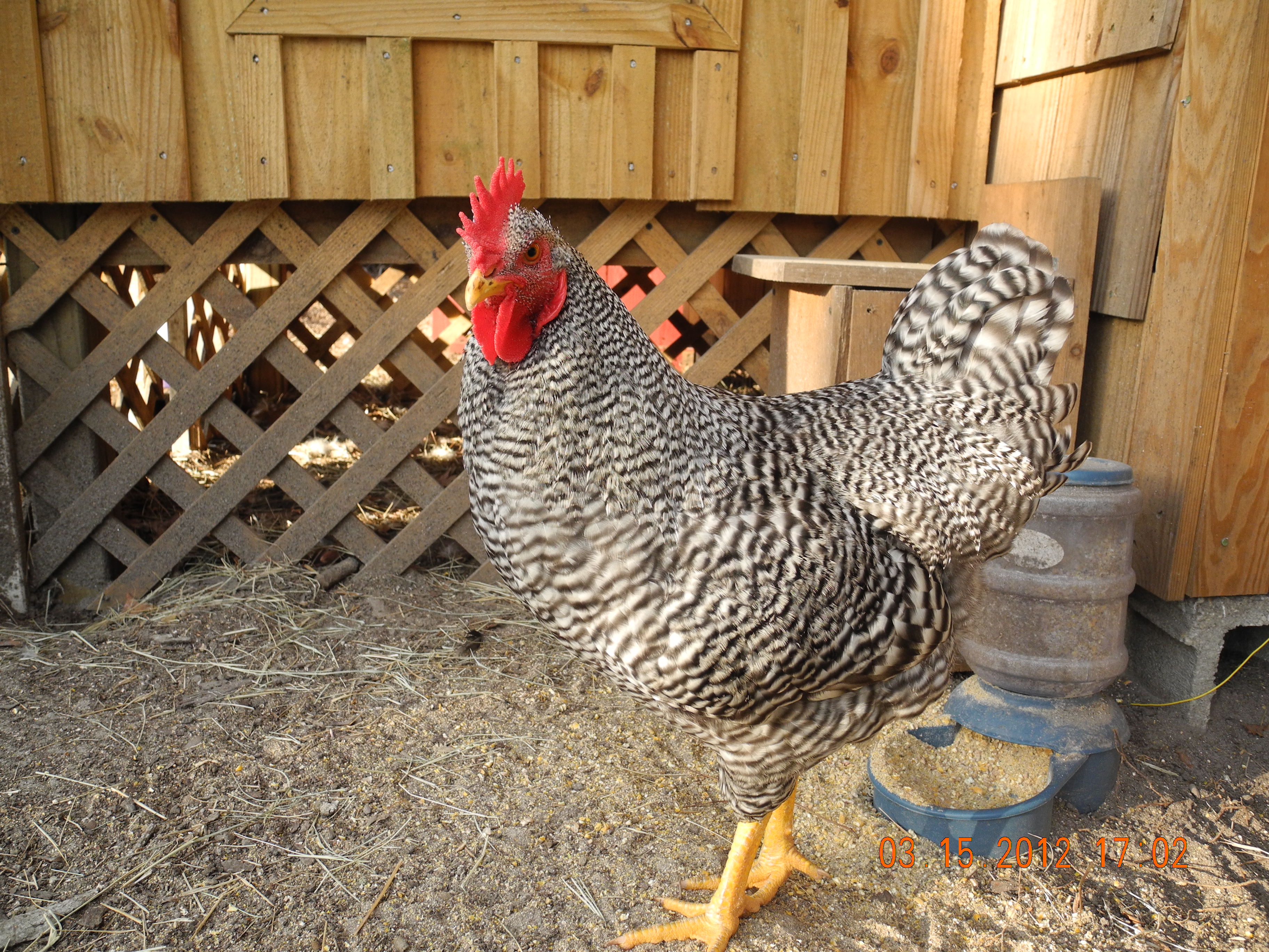 Pip great rooster!