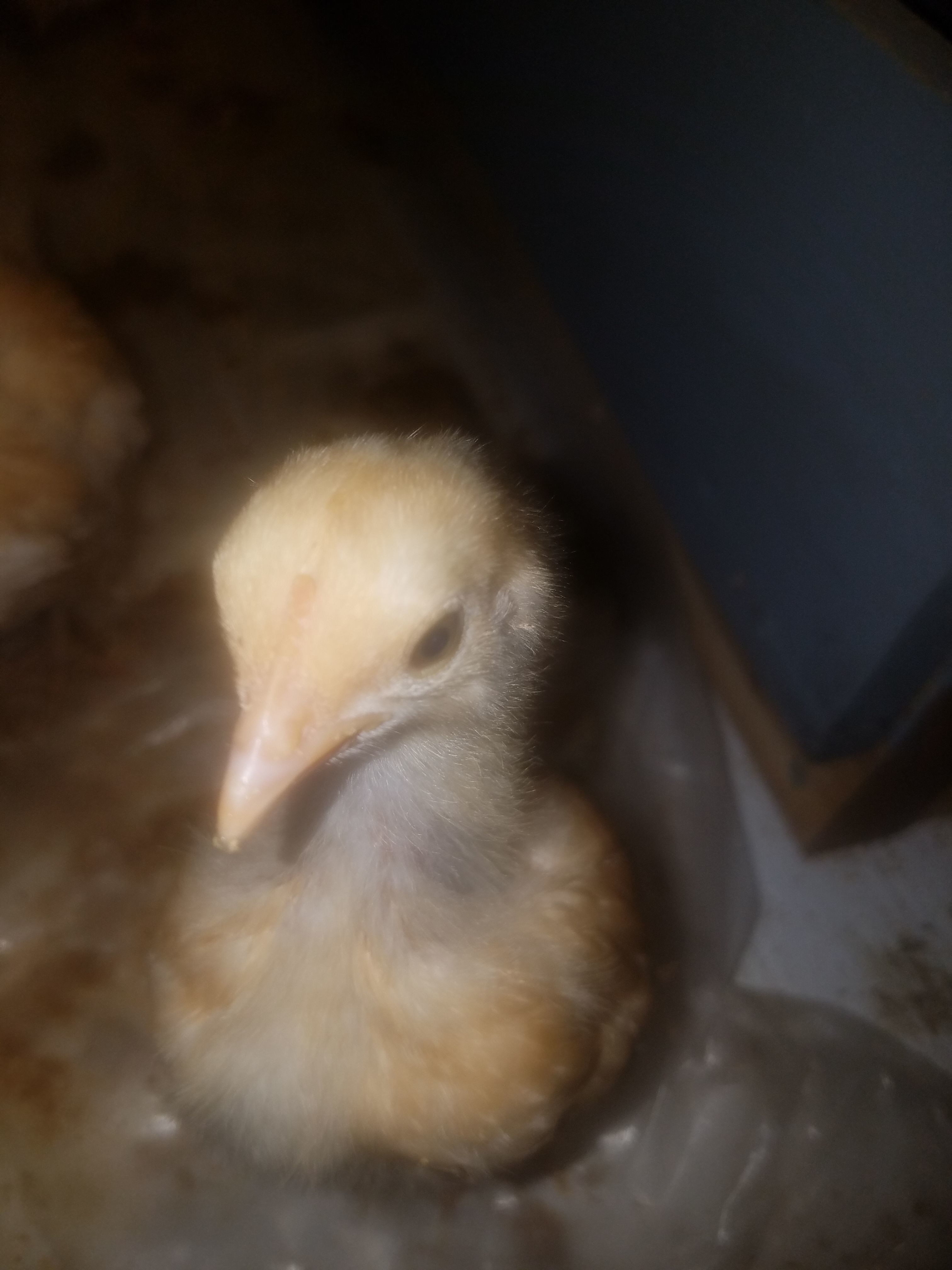 Pip is not camera shy