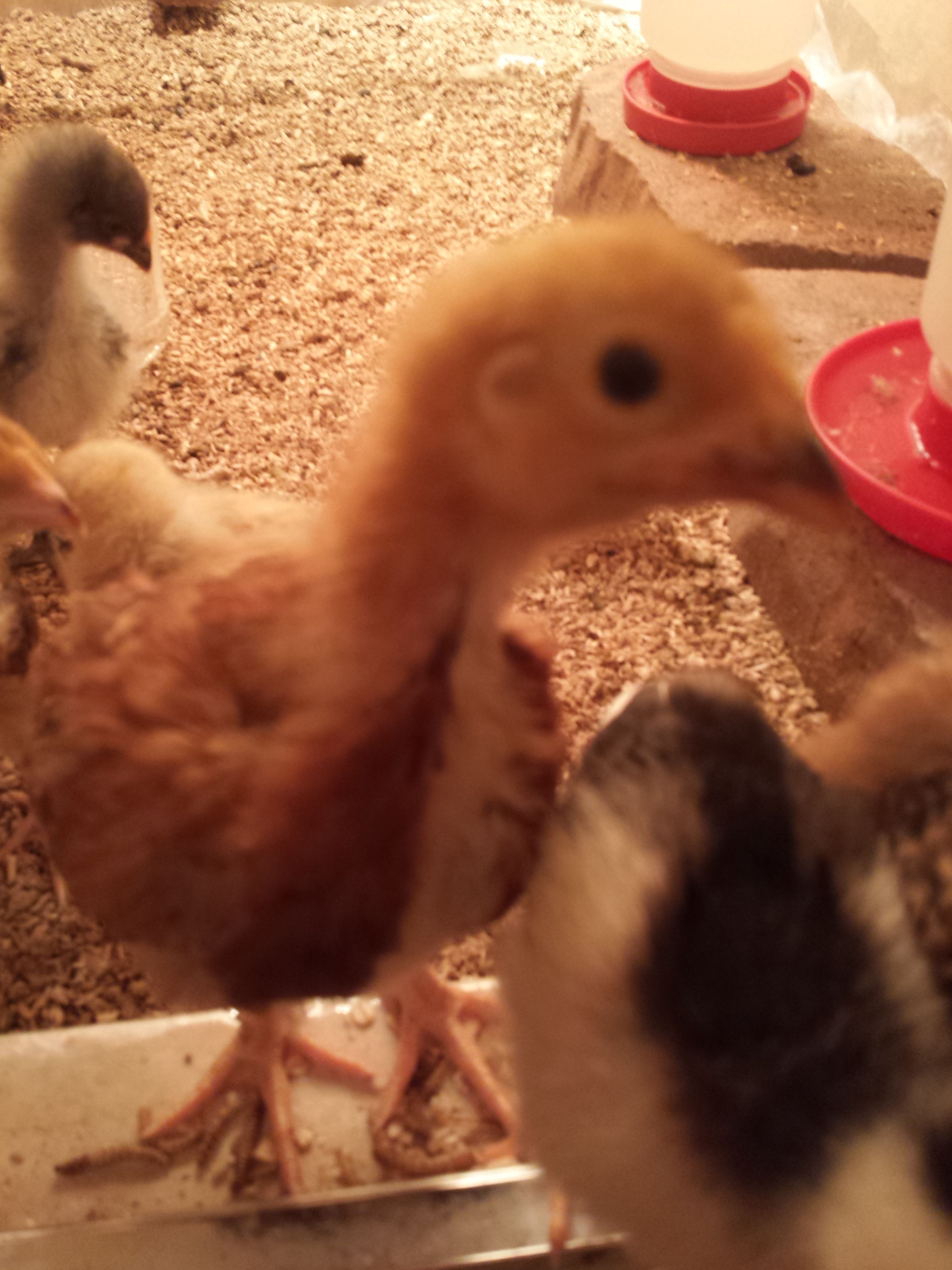Pip... one of the Rhode Island Reds. When they were chicks I could tell the 3 RIR's apart... but as pullets I can not tell who is who