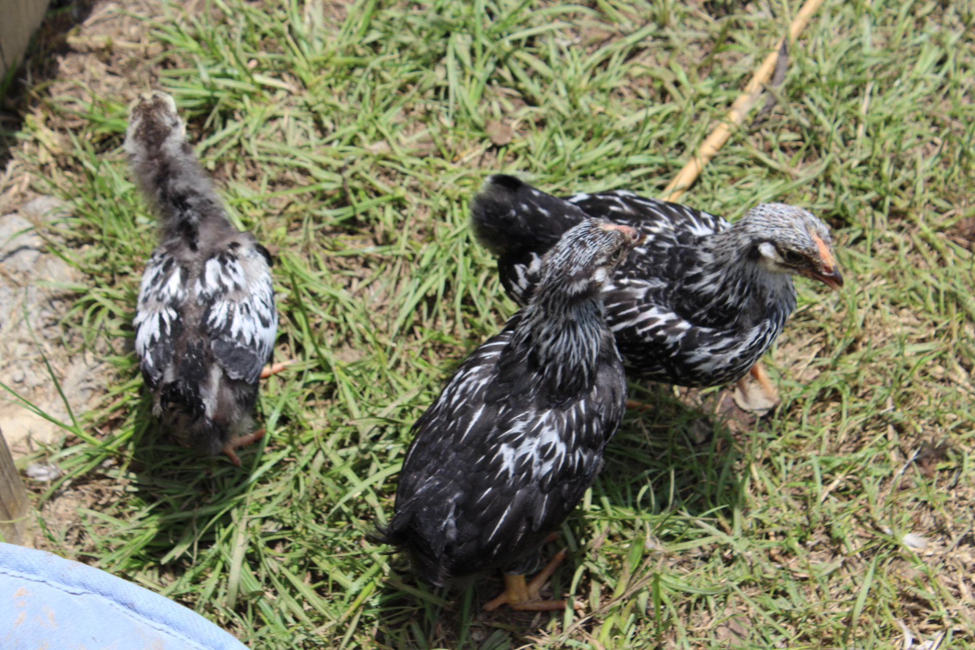 Pip Squeak, Cheewee, and Tiger.