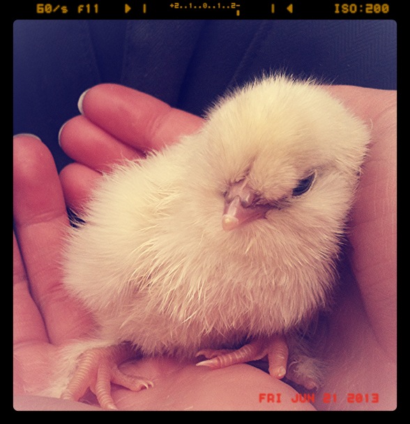 Pip with five toes and fluffy feet like our rooster!