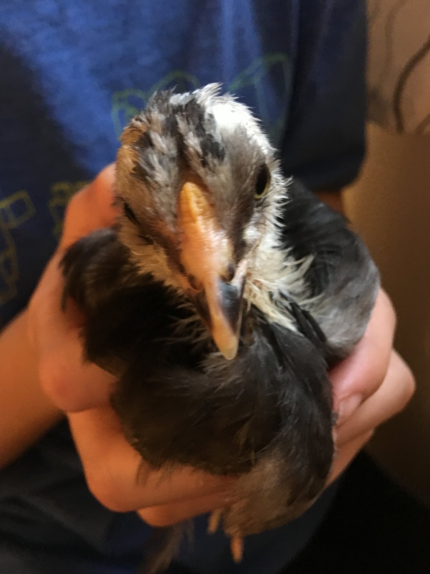 Piper 2