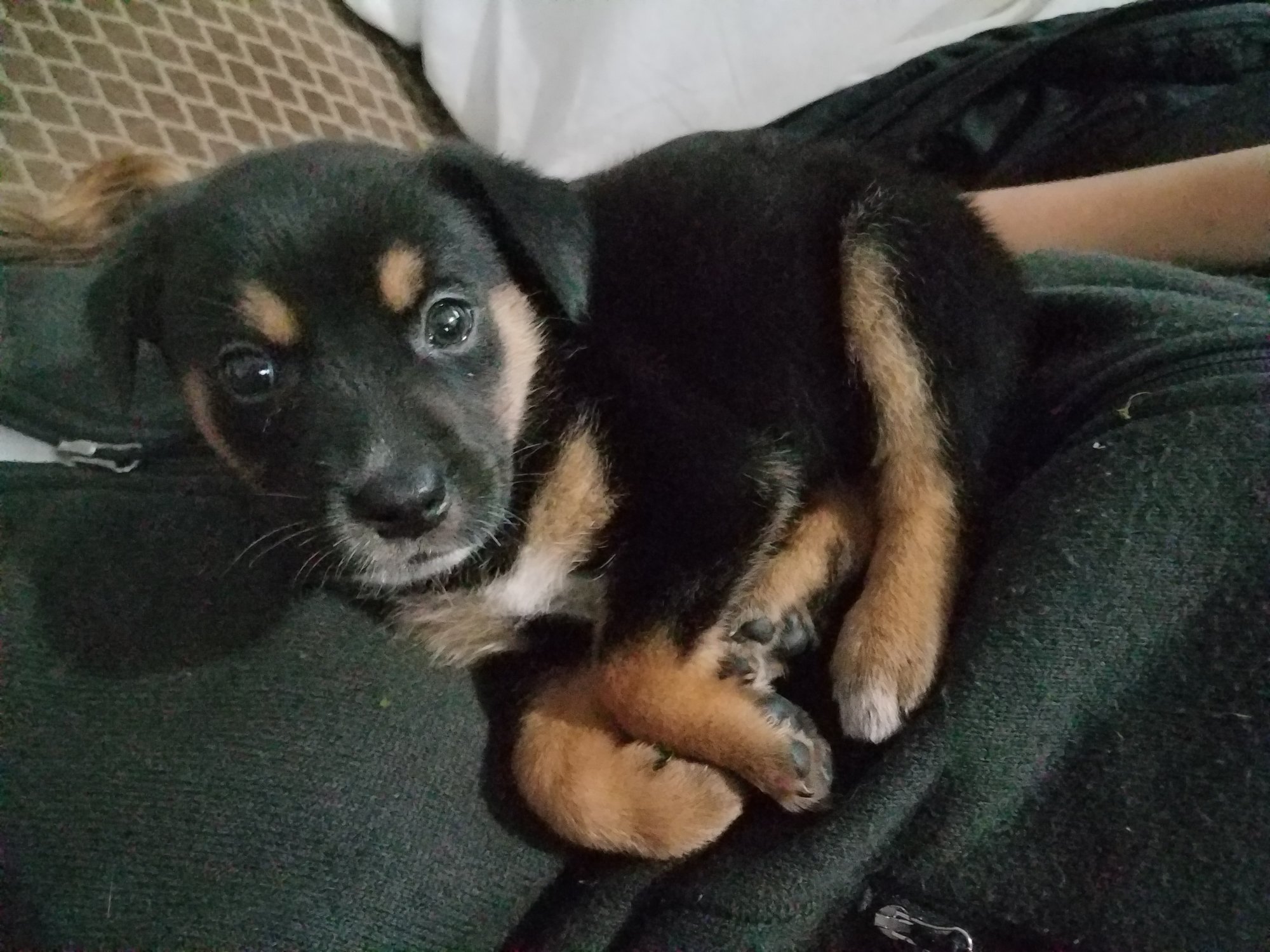 Piper