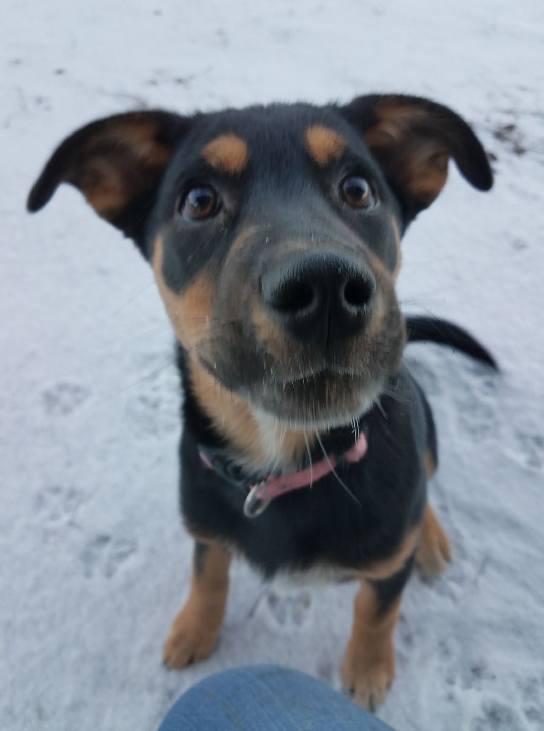 Piper