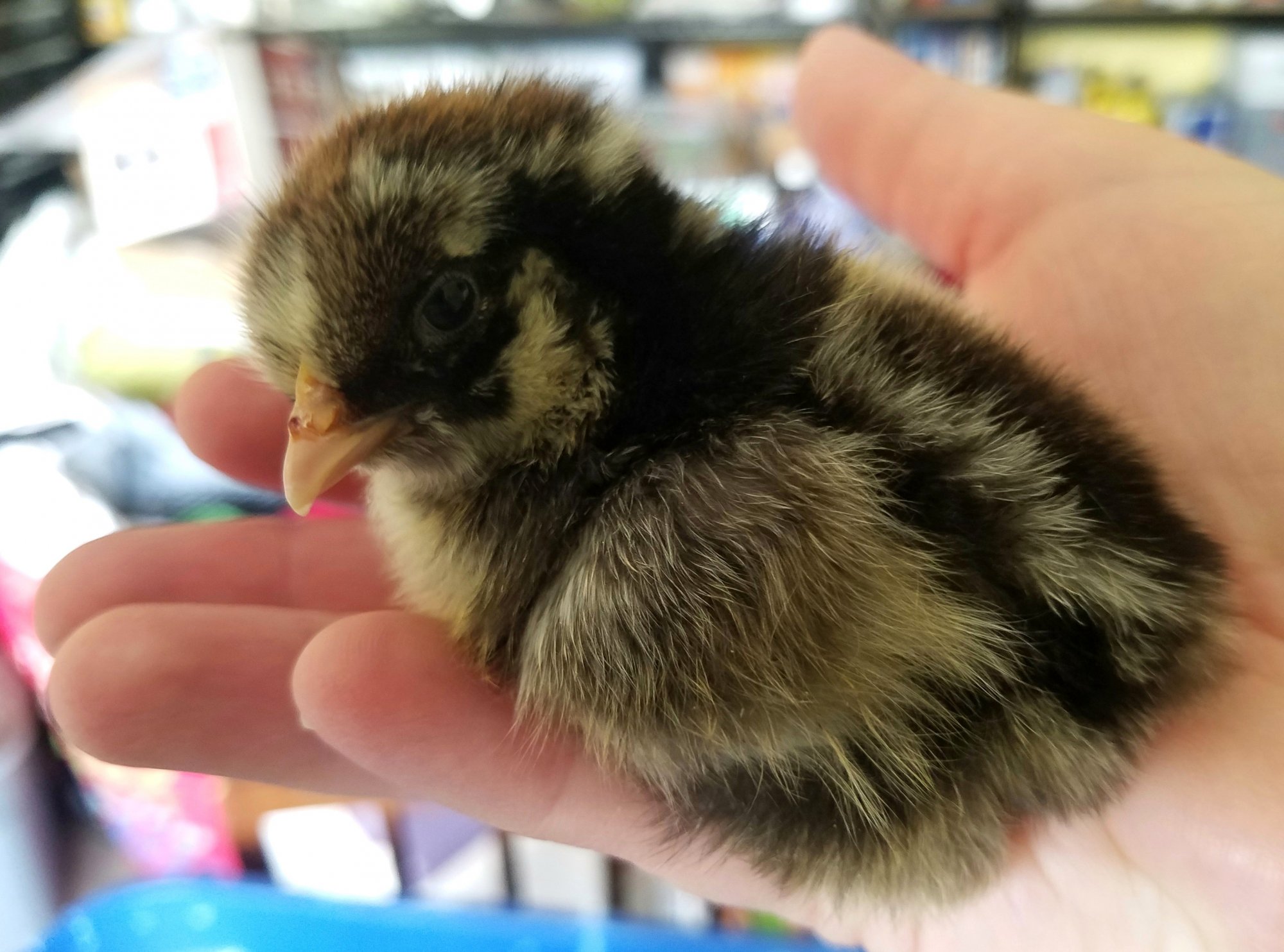 Piper2Days