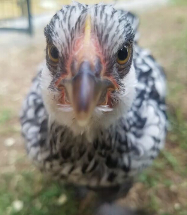 Piper7.5weeksC