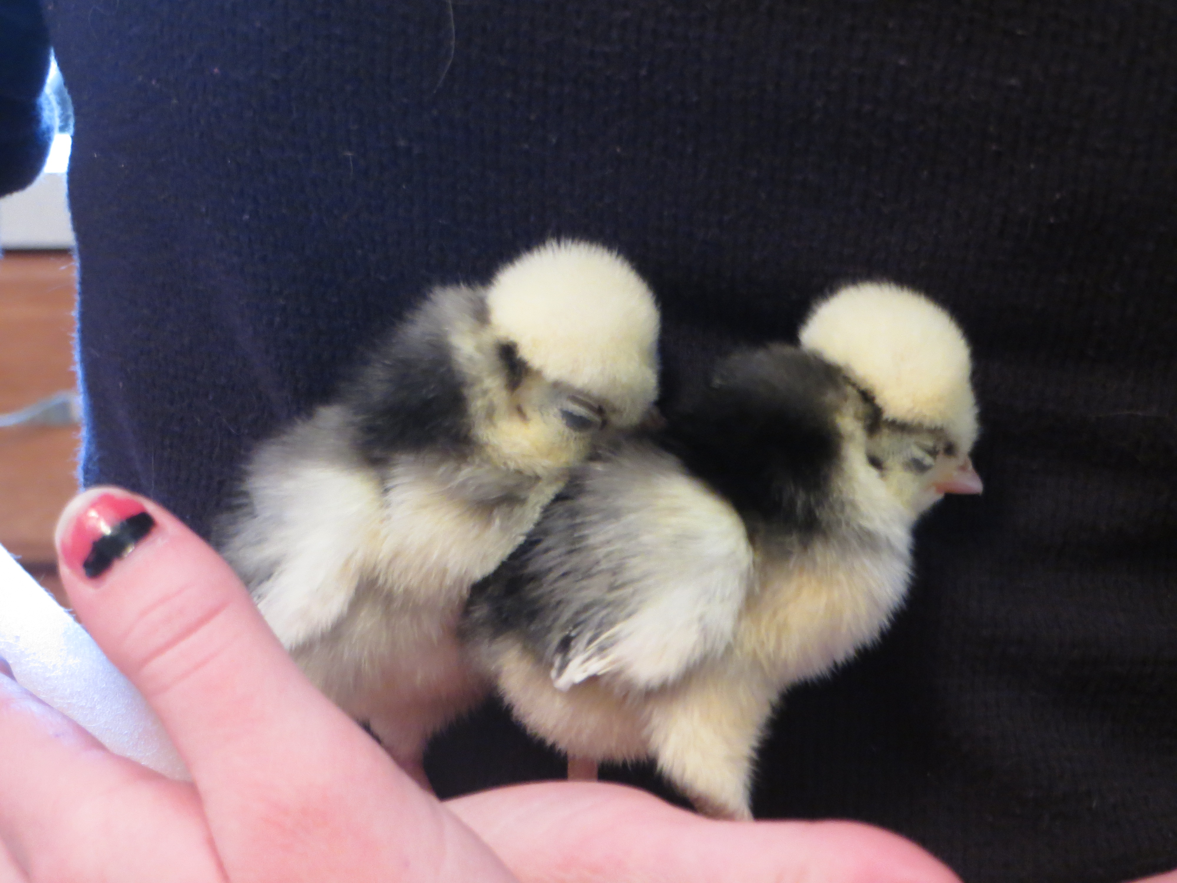 Pippa and Penalope :)