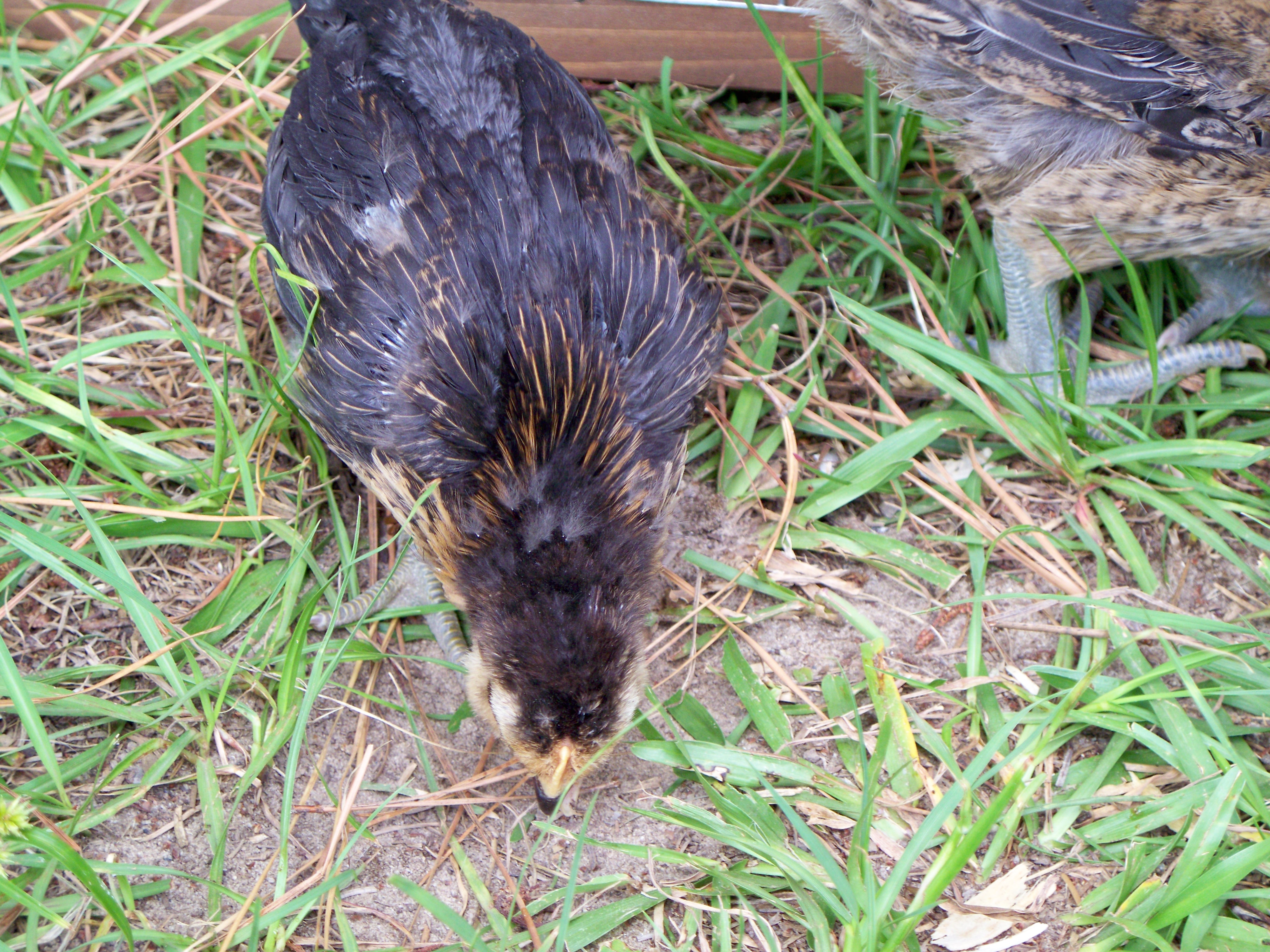 Pippa pecking the ground